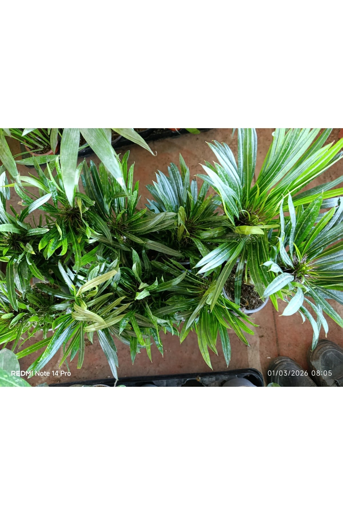 Madagaskar Palmiyesi - Pachypodium Lamerei - Dikenli Egzotik Salon Bitkisi