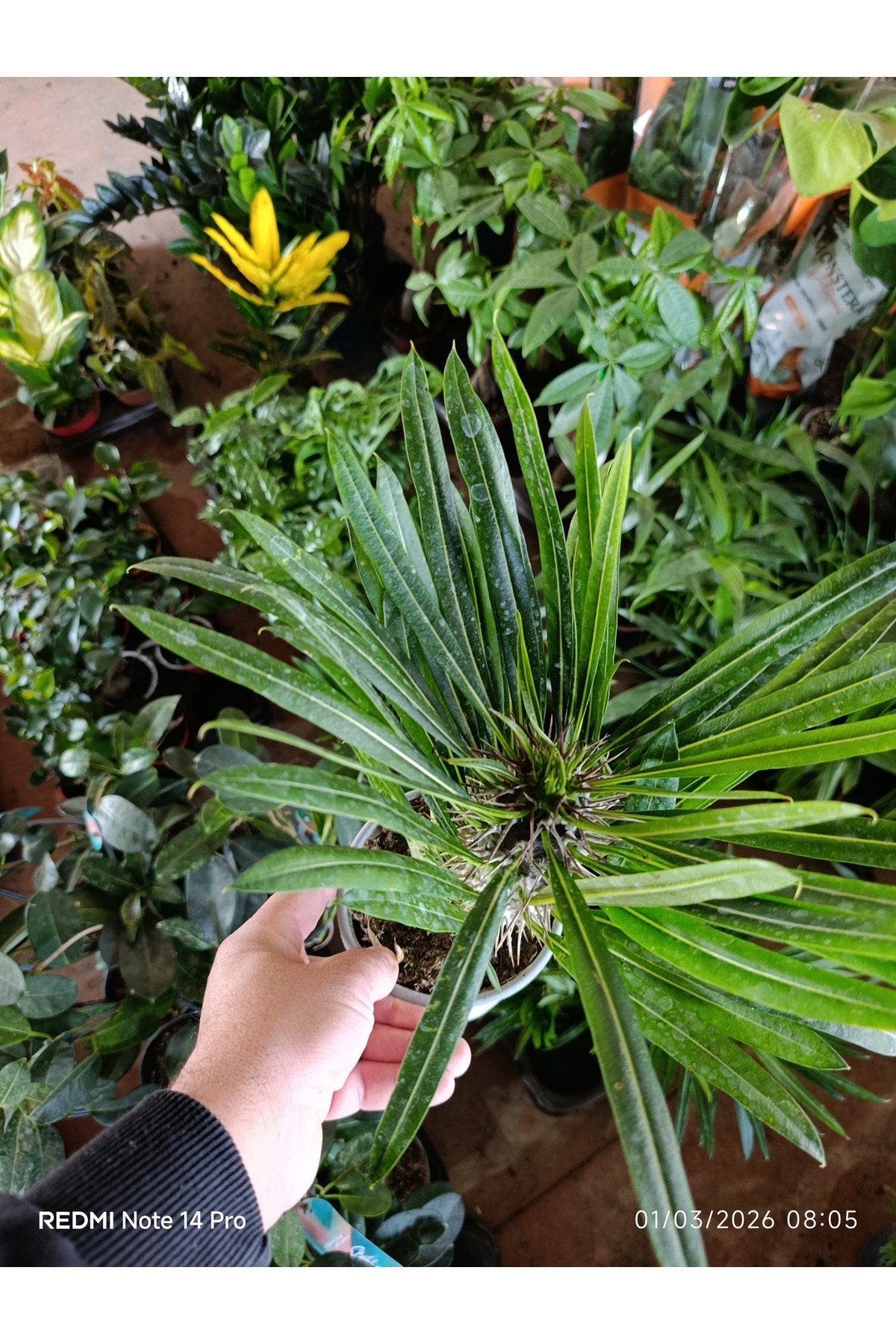 Madagaskar Palmiyesi - Pachypodium Lamerei - Dikenli Egzotik Salon Bitkisi