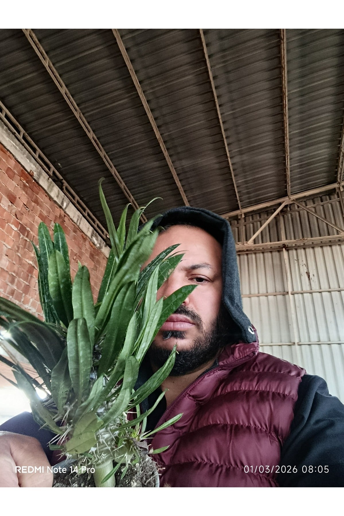 Madagaskar Palmiyesi - Pachypodium Lamerei - Dikenli Egzotik Salon Bitkisi