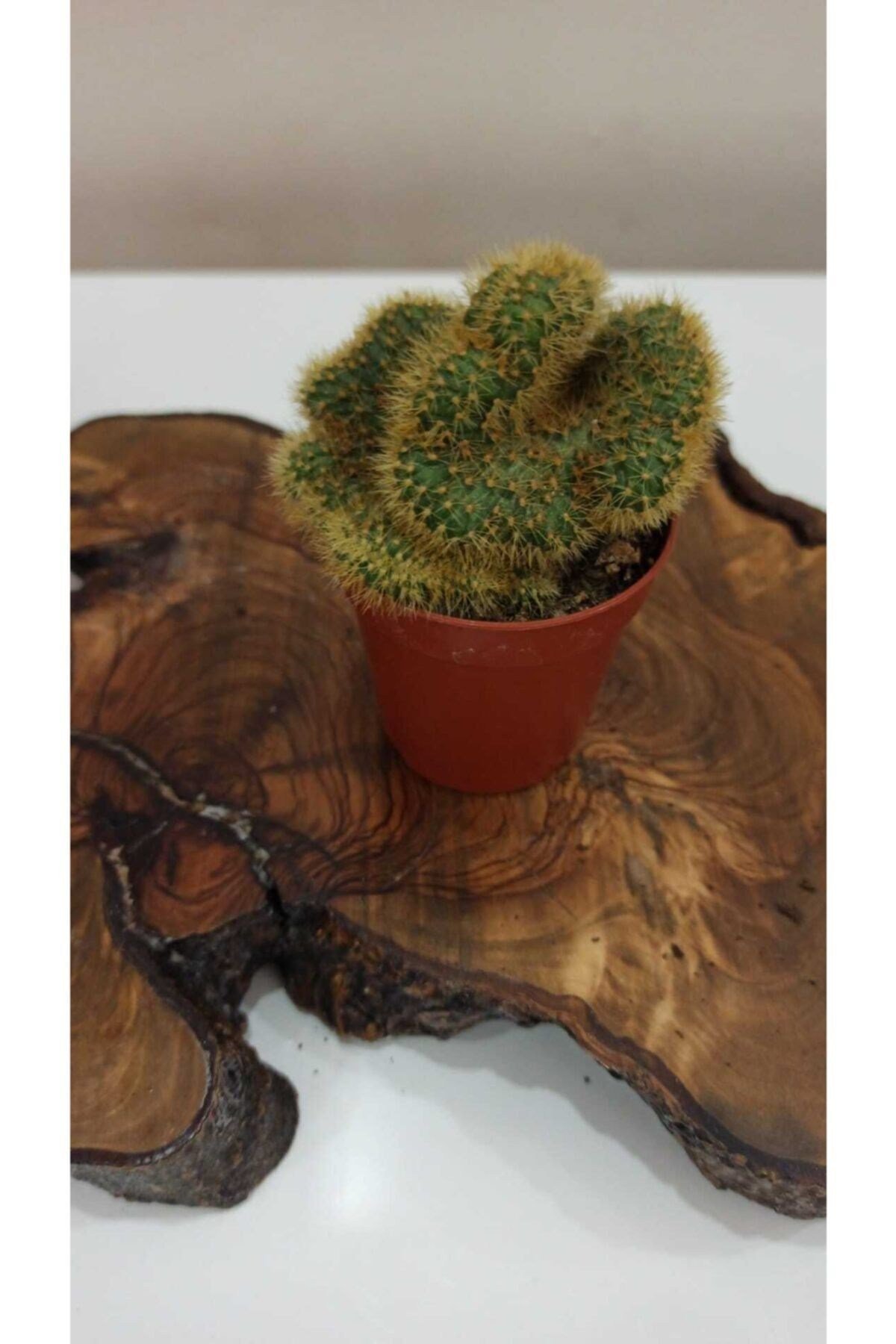 Mammillaria Elongata Cristata Beyin Kaktüsü 5,5 Cm Saksıda