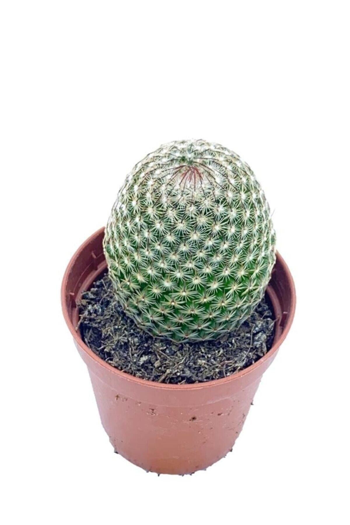 Mammillaria Lanata (5,5 Cm Saksıda) Pembe Çiçek Açan Kaktüs