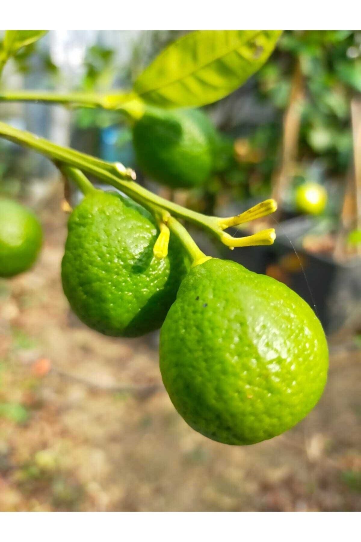 Mandalina Fidanı (RİZE MANDALİNASI)