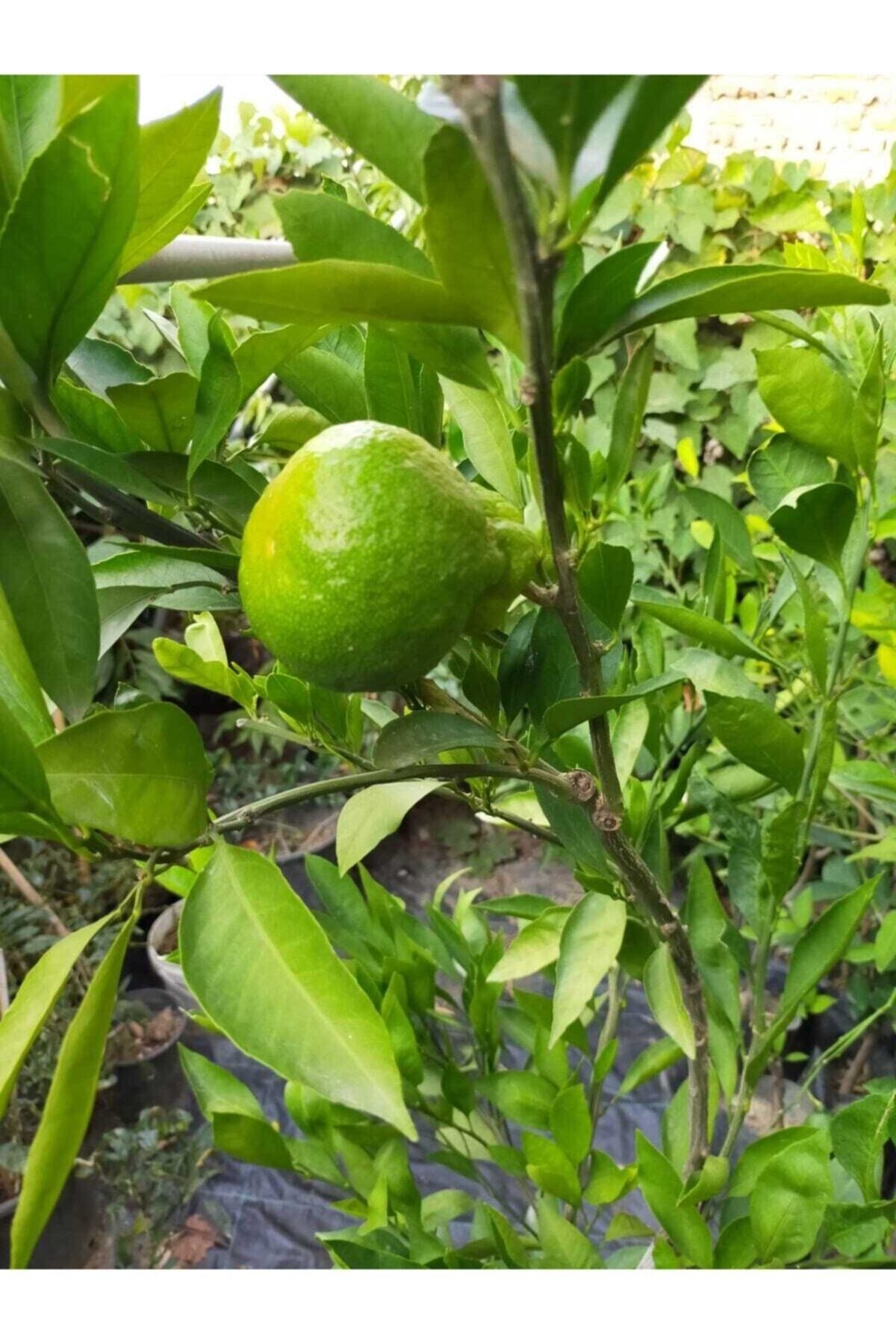 Mandalina Fidanı (RİZE MANDALİNASI)