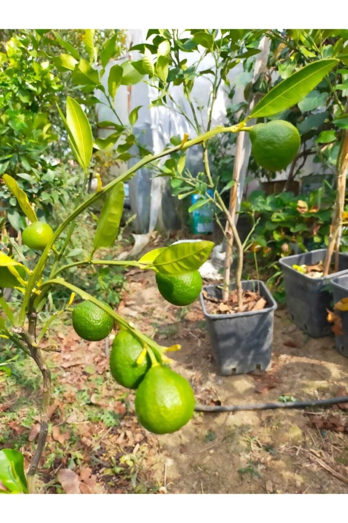 Mandalina Fidanı (RİZE MANDALİNASI)