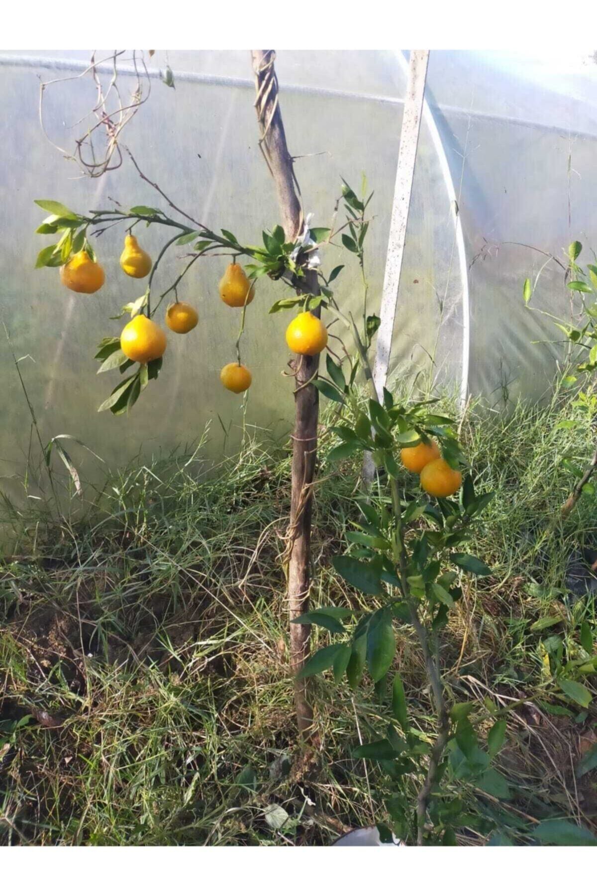 Mandalina Fidanı (RİZE MANDALİNASI)