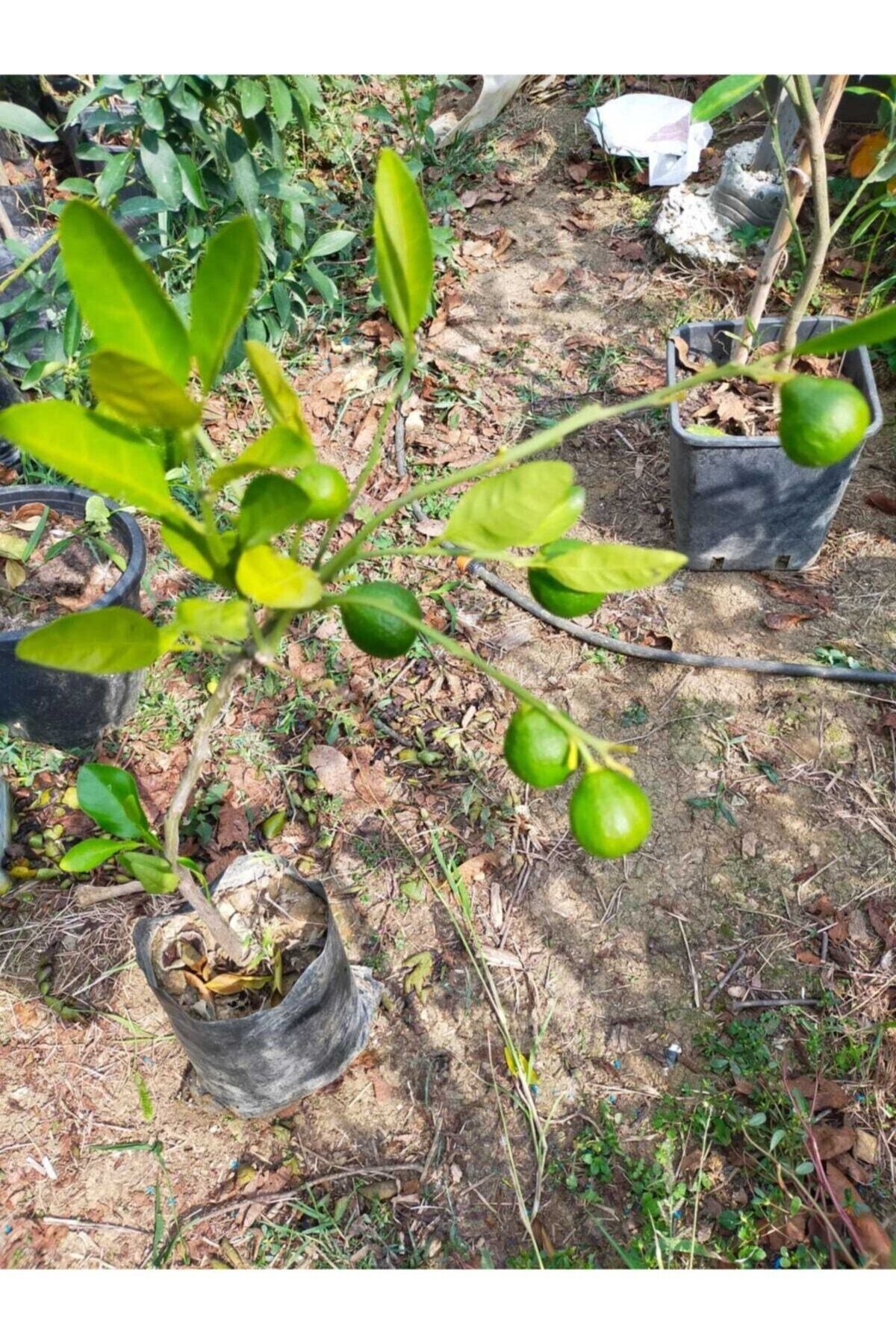 Mandalina Fidanı (RİZE MANDALİNASI)