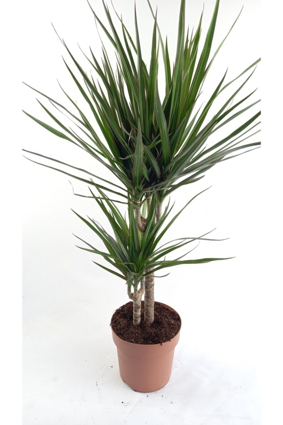 Marginata 2 Köklü