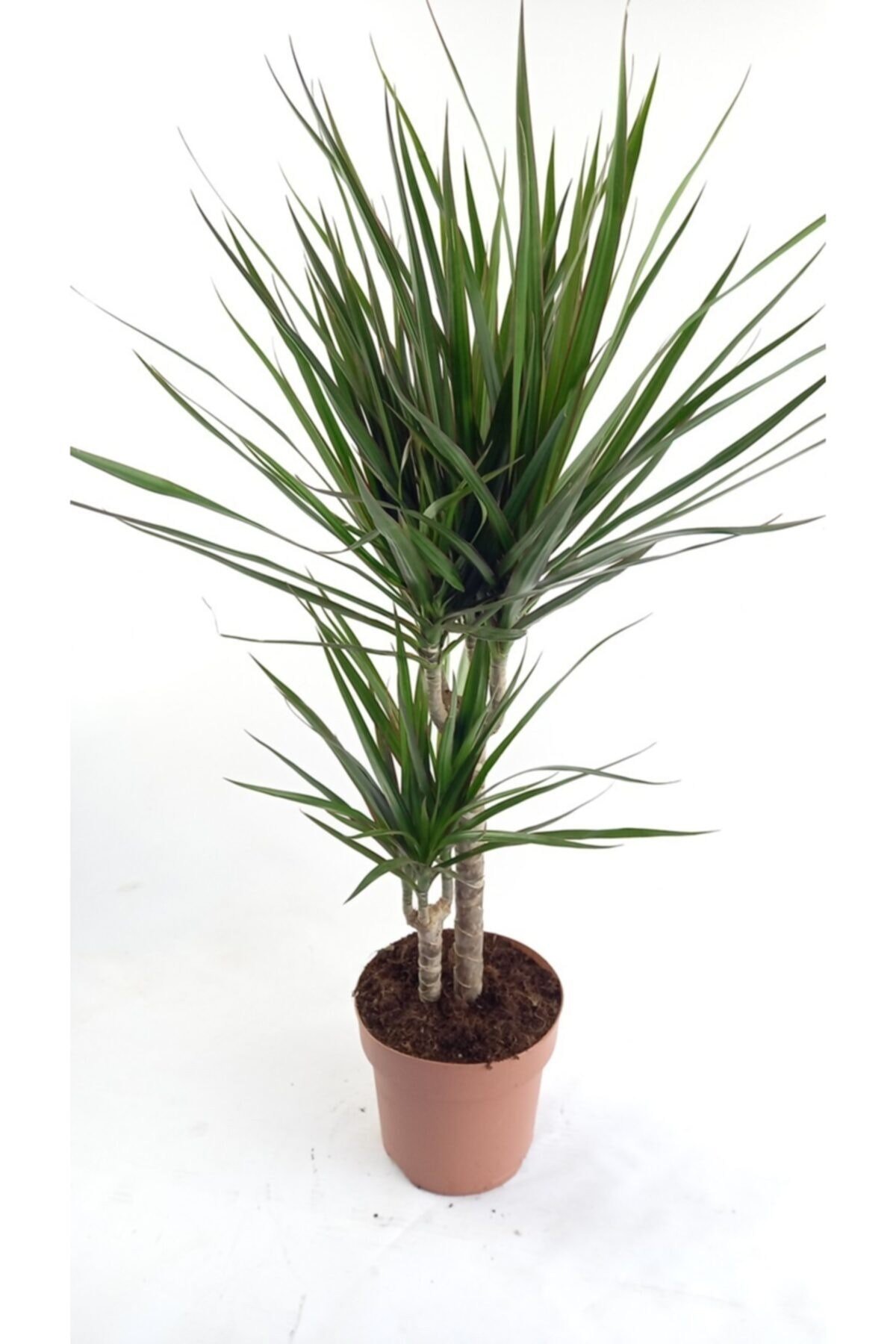 Marginata 2 Köklü