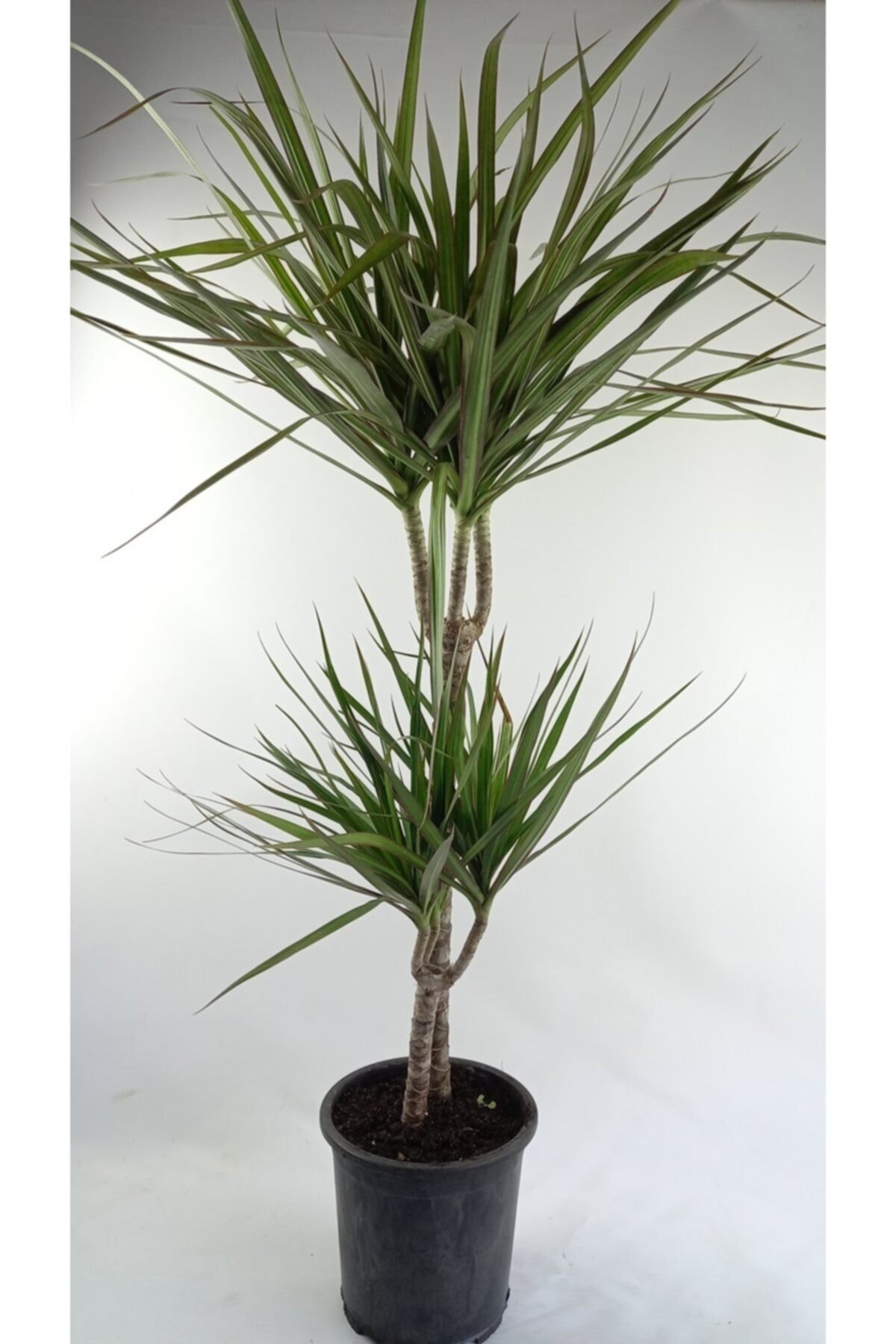 Marginata 2 Köklü Uzun