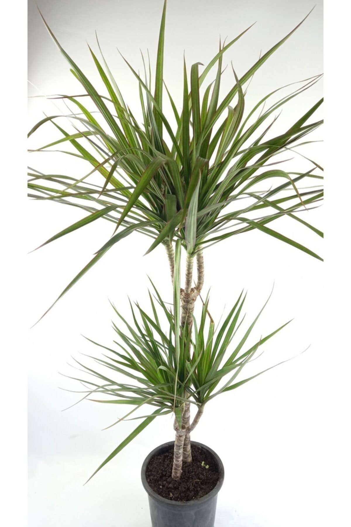 Marginata 2 Köklü Uzun