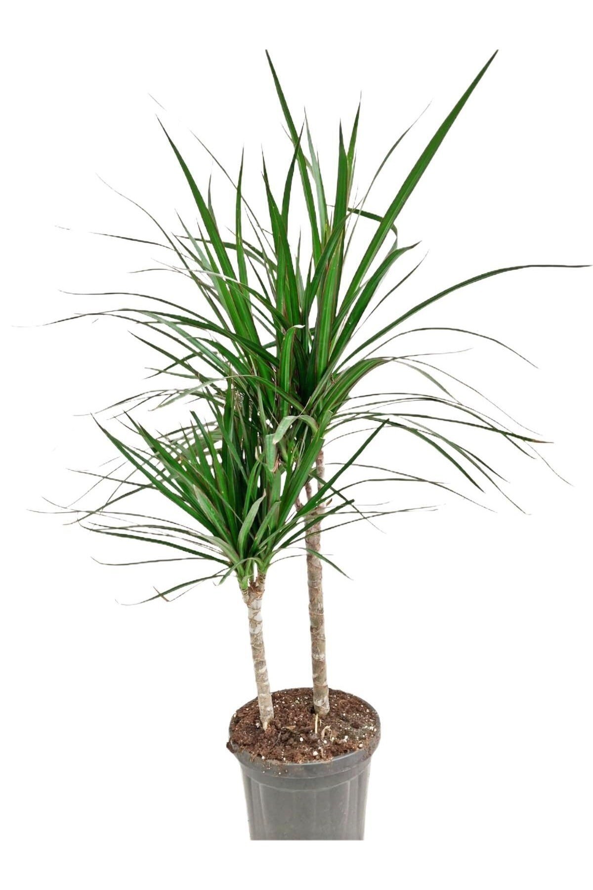 Marginata 2li Kısa 40-70cm