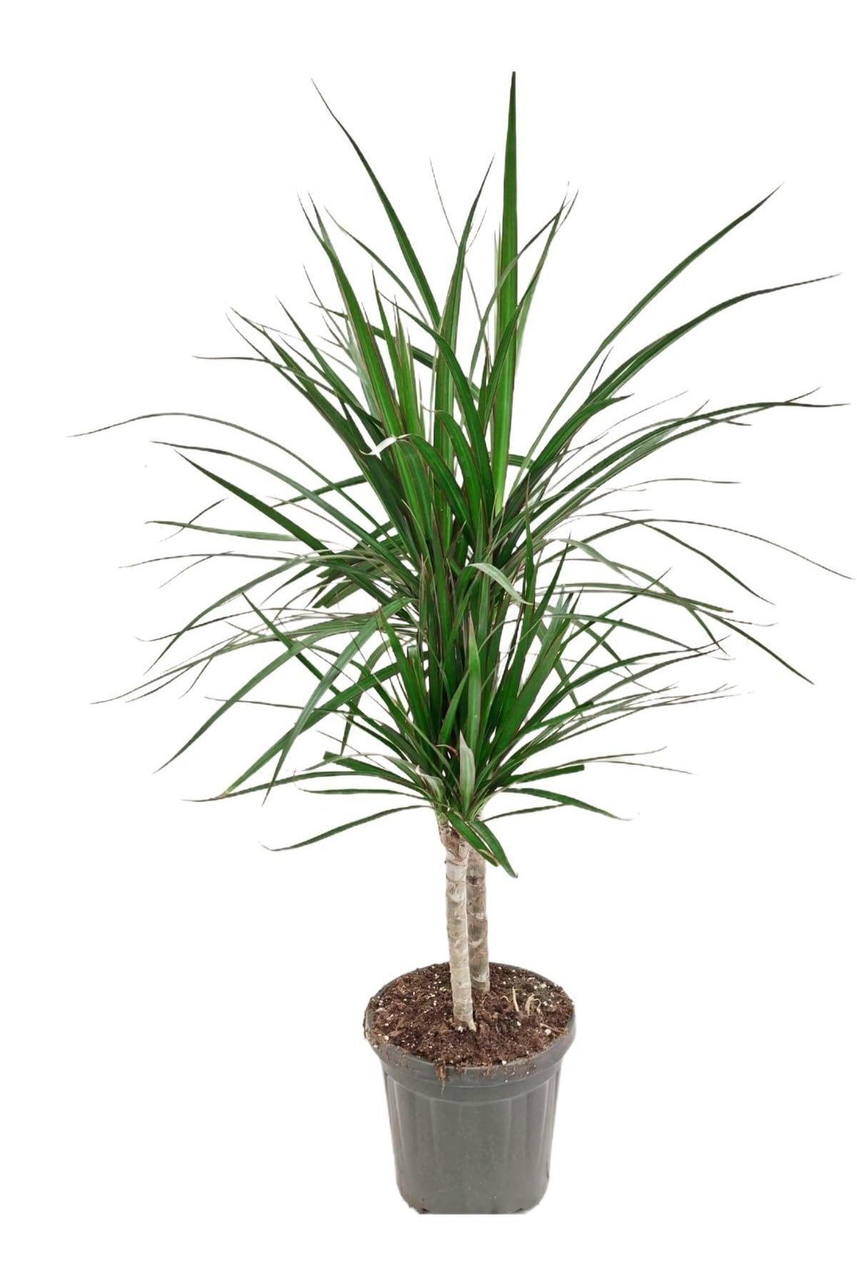 Marginata 2li Kısa 40-70cm
