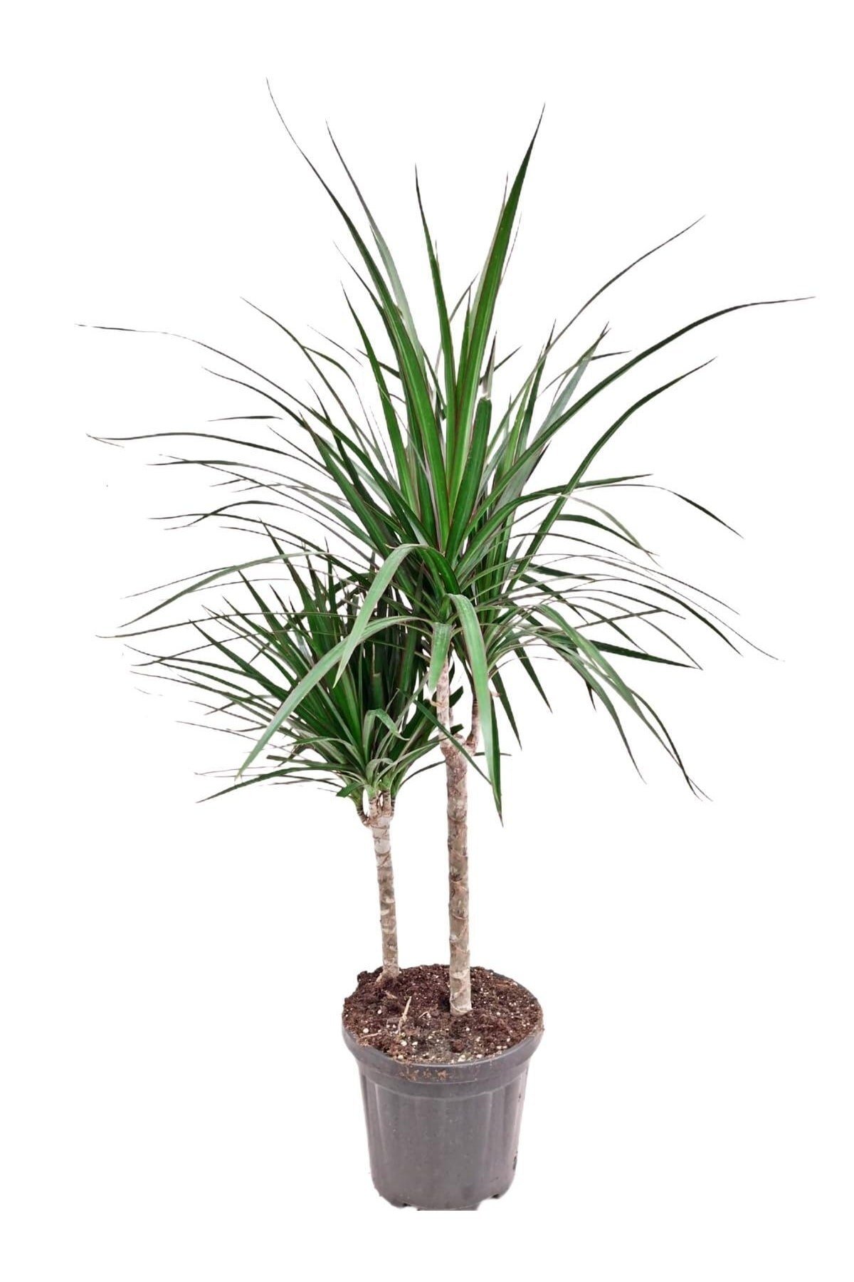 Marginata 2li Kısa 40-70cm