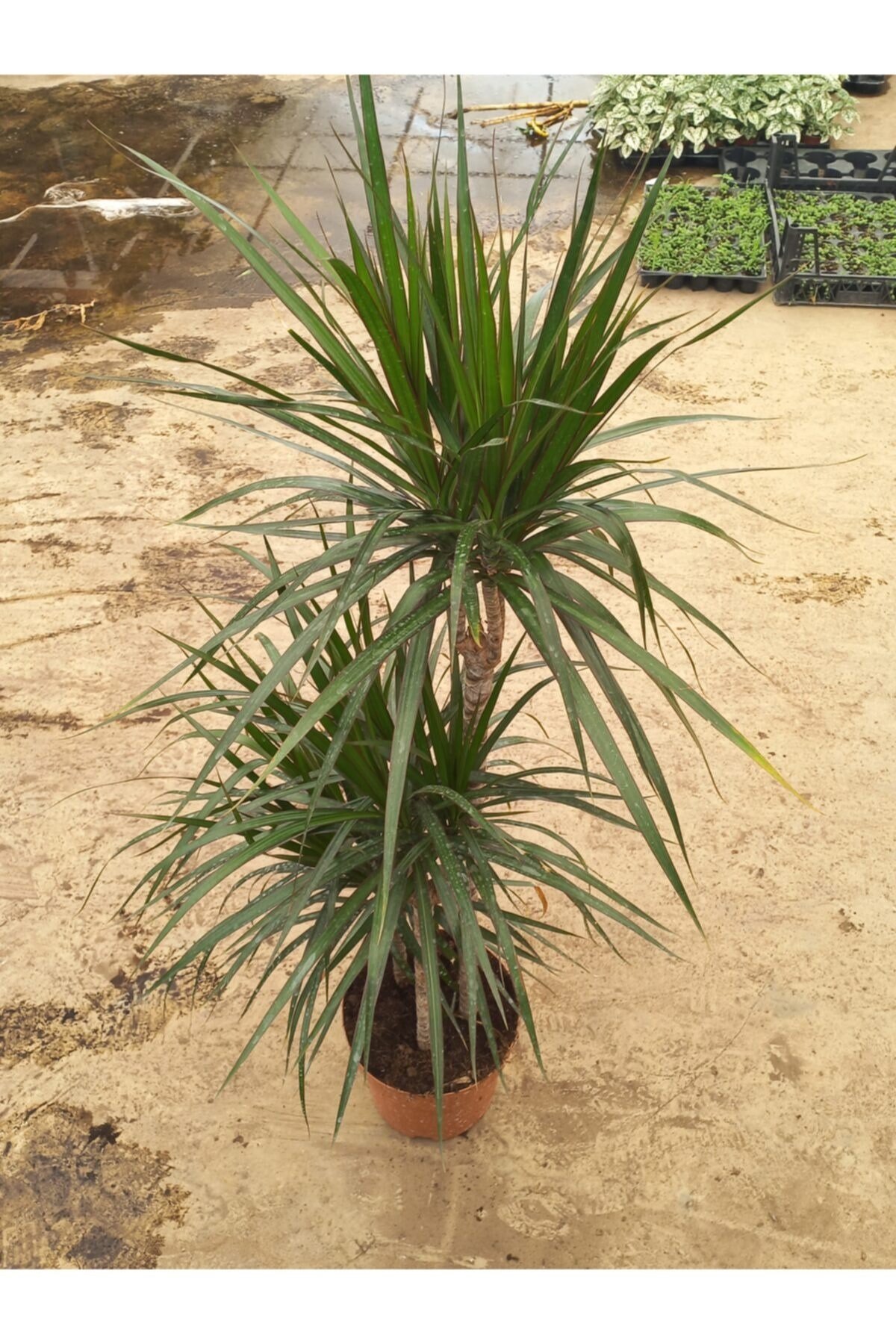 Marginata 3 Gövdeli Saksıda Canlı