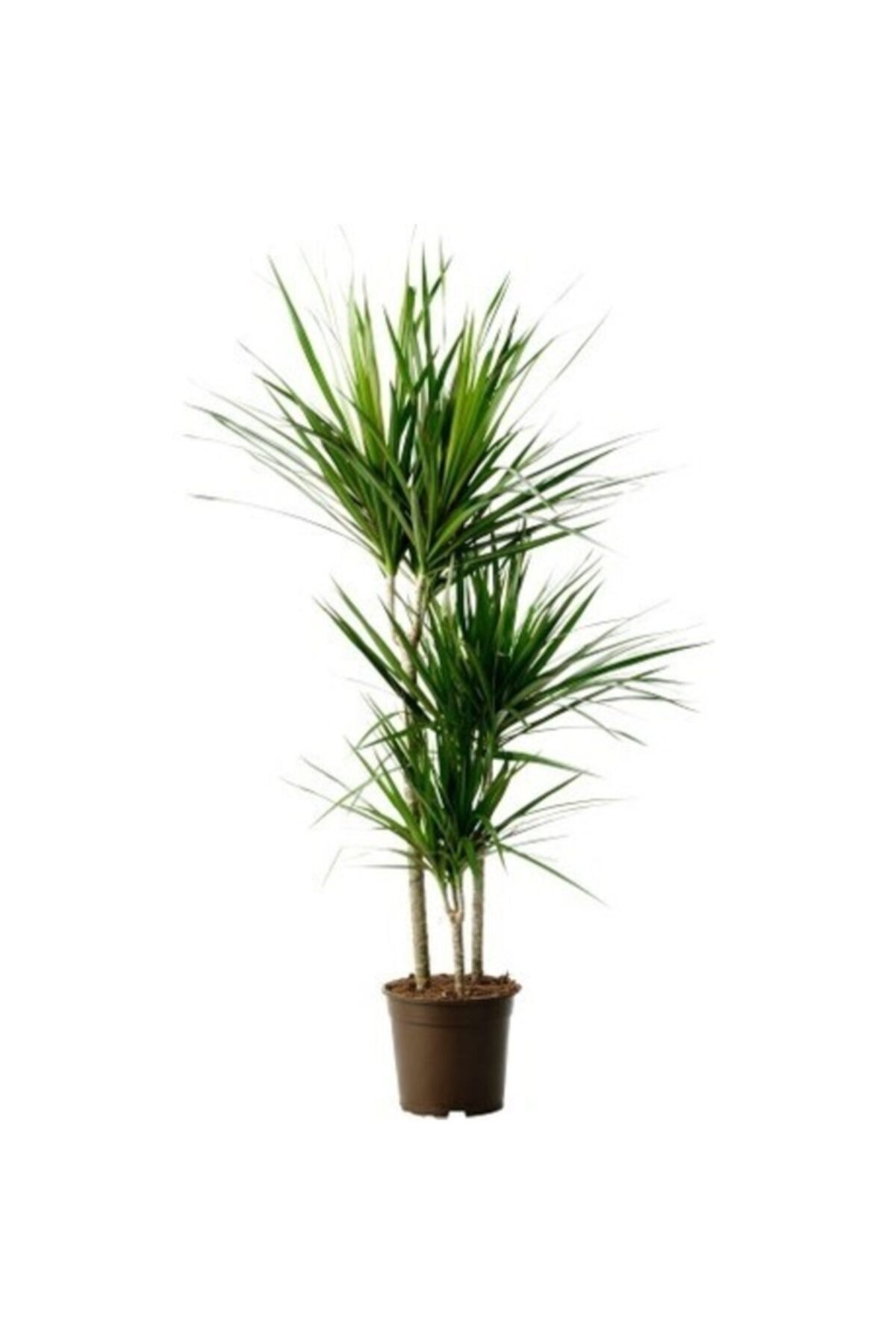 Marginata 3 Lü 70-120 Cm