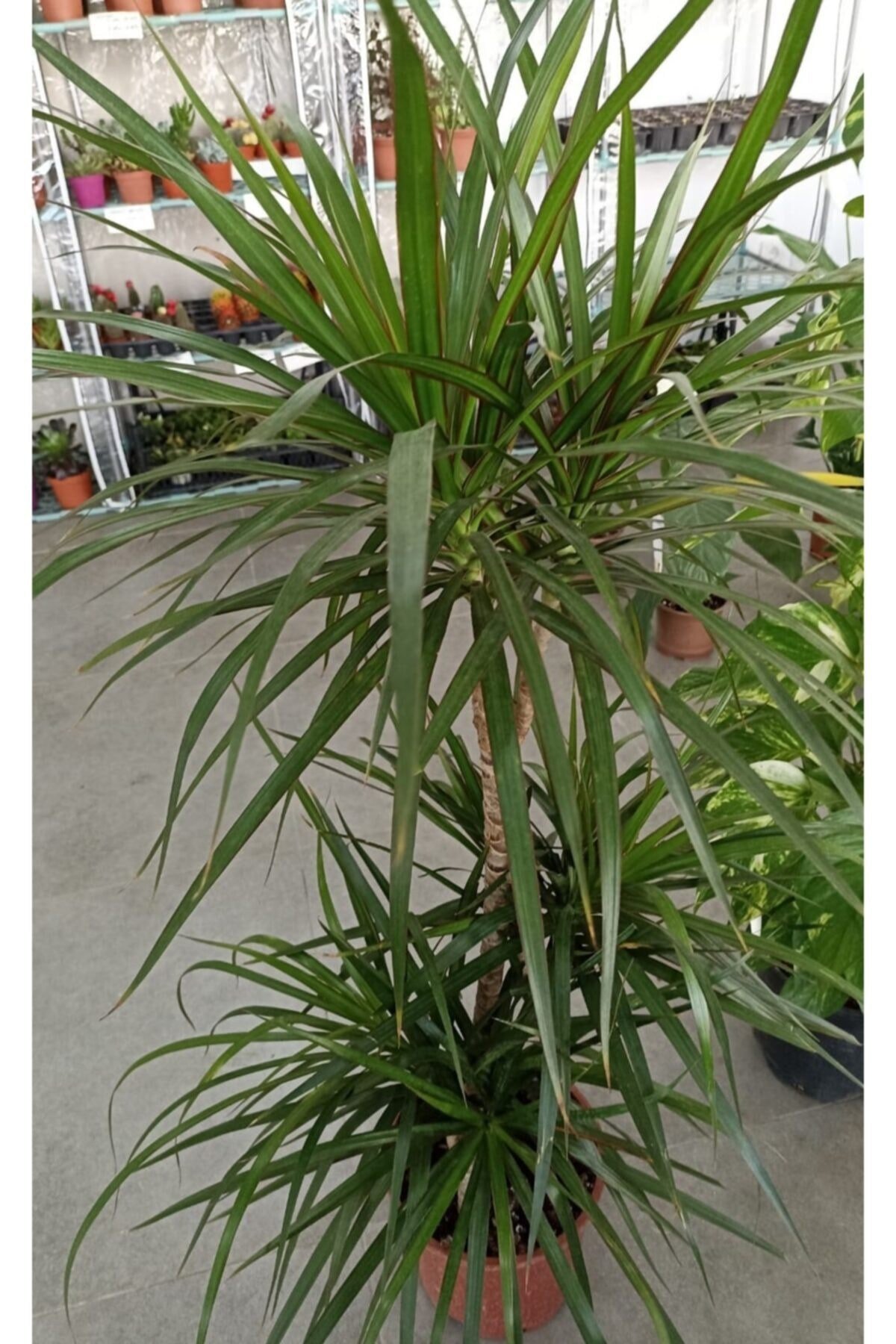 Marginata 3'lü
