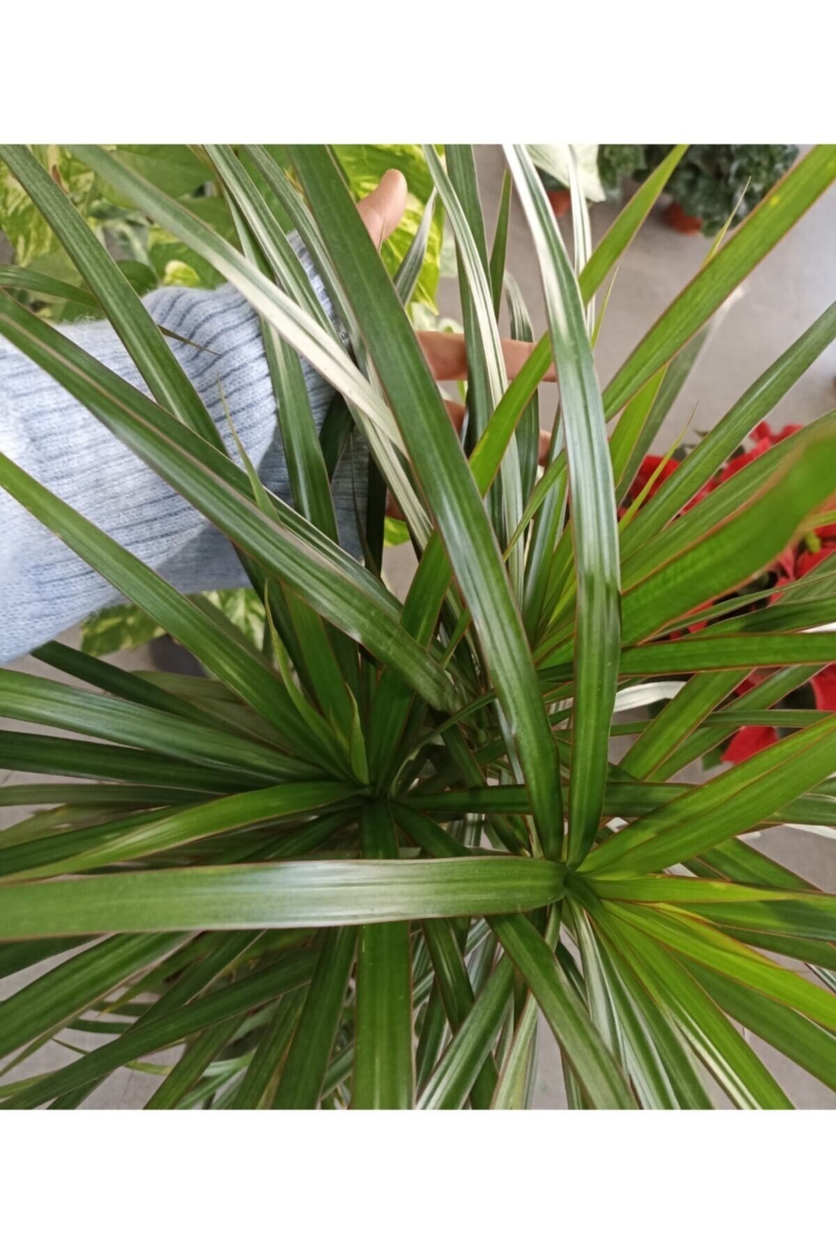 Marginata 3'lü