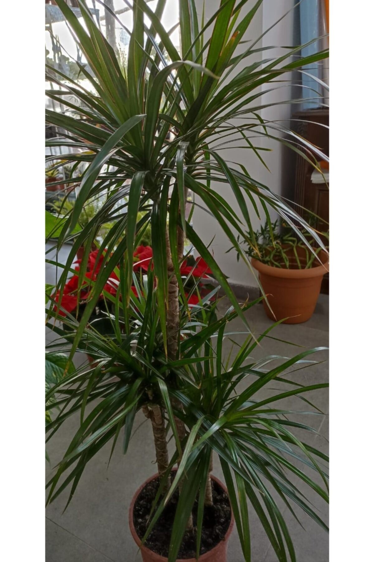 Marginata 3'lü
