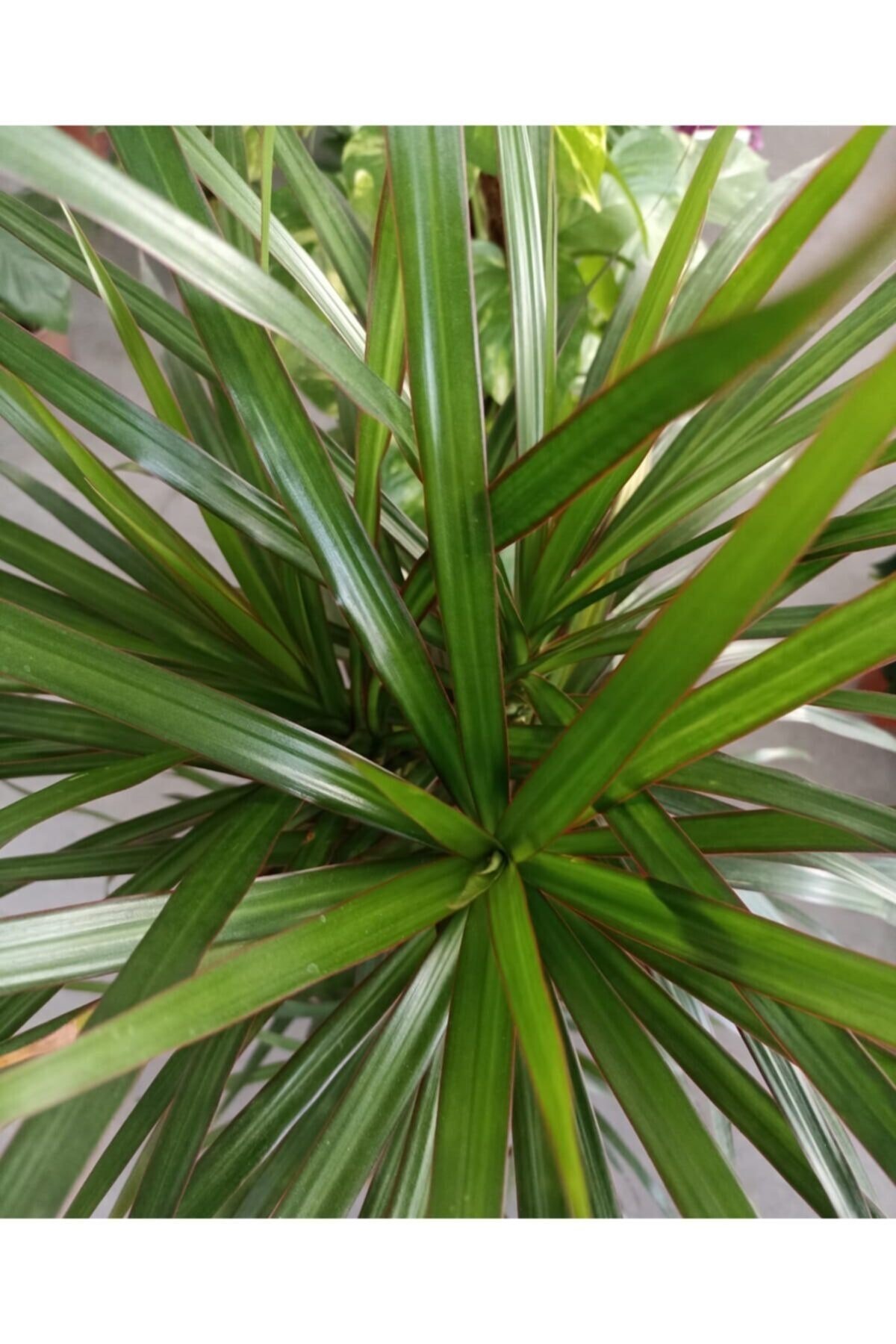 Marginata 3'lü