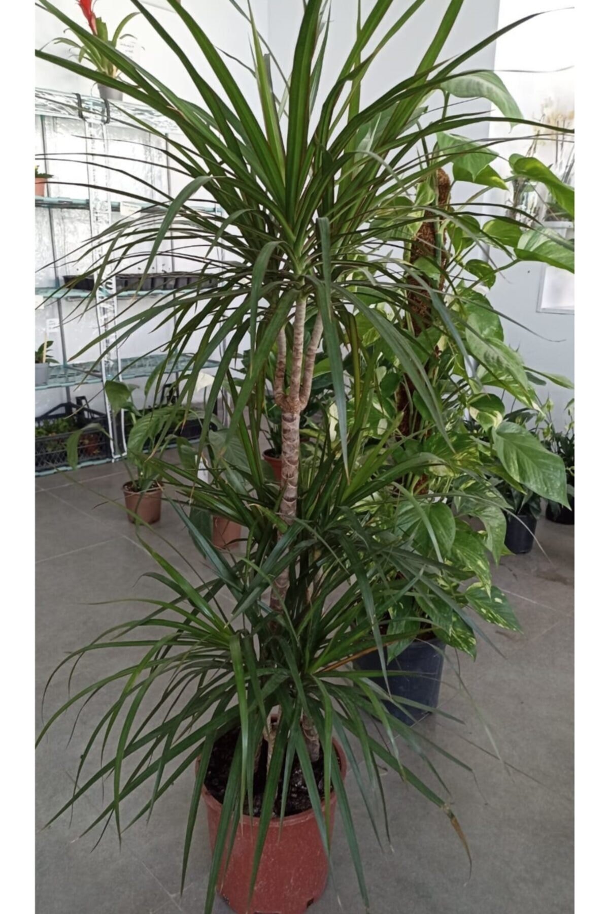 Marginata 3'lü