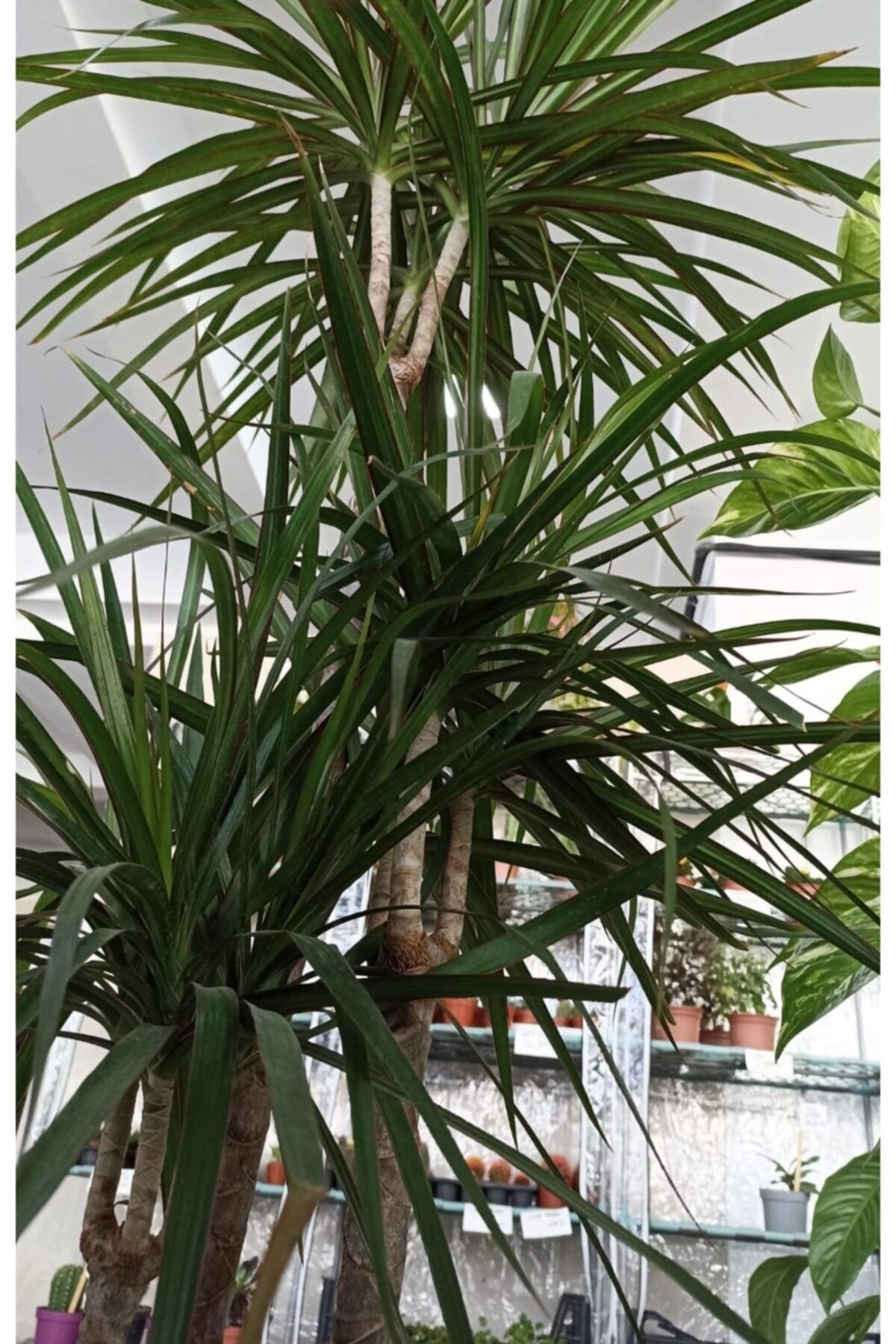 Marginata 3'lü