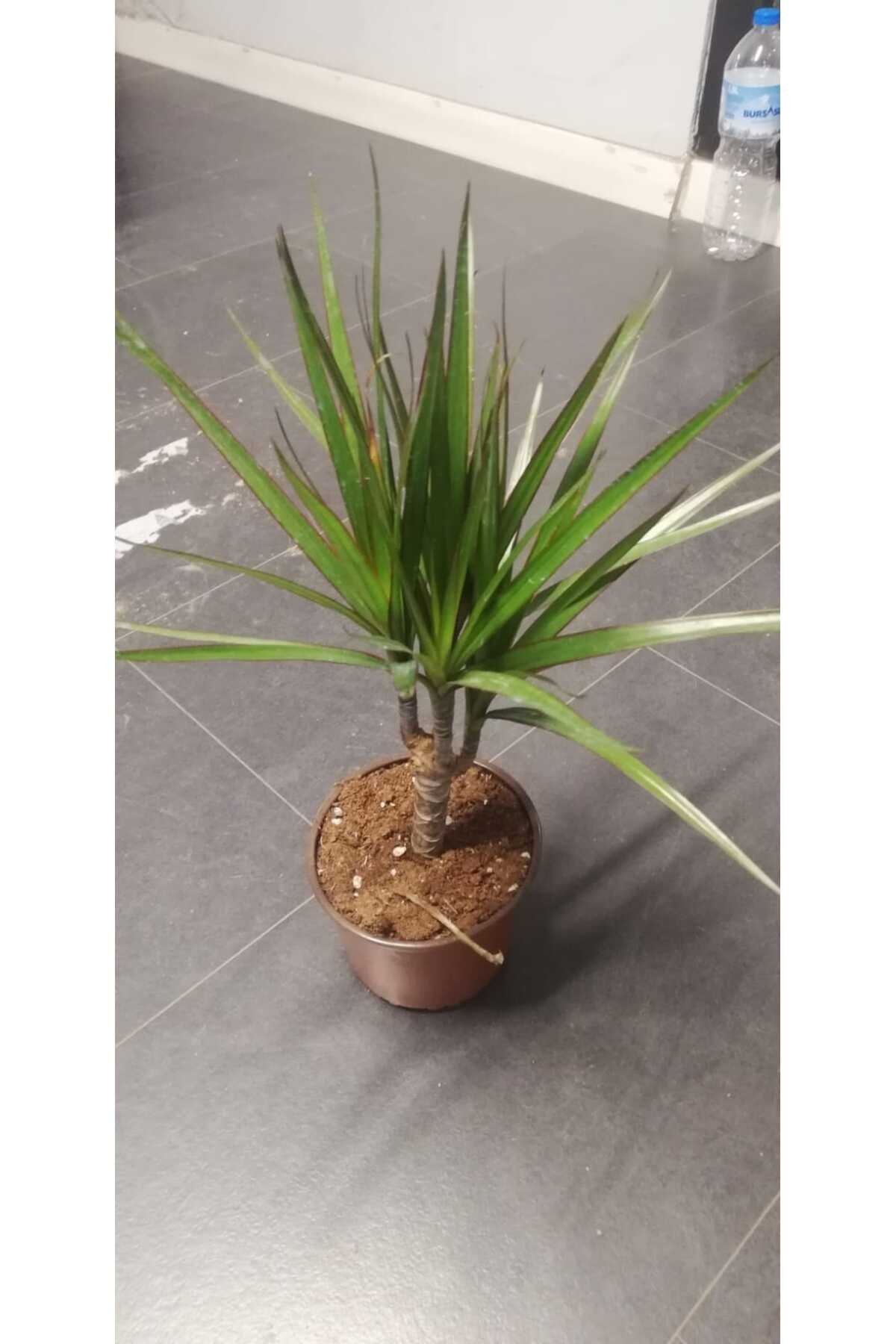 Marginata Dracaena Tek Gövde 40 Cm Ev Bitkisi Salon Ofis Bitkisi