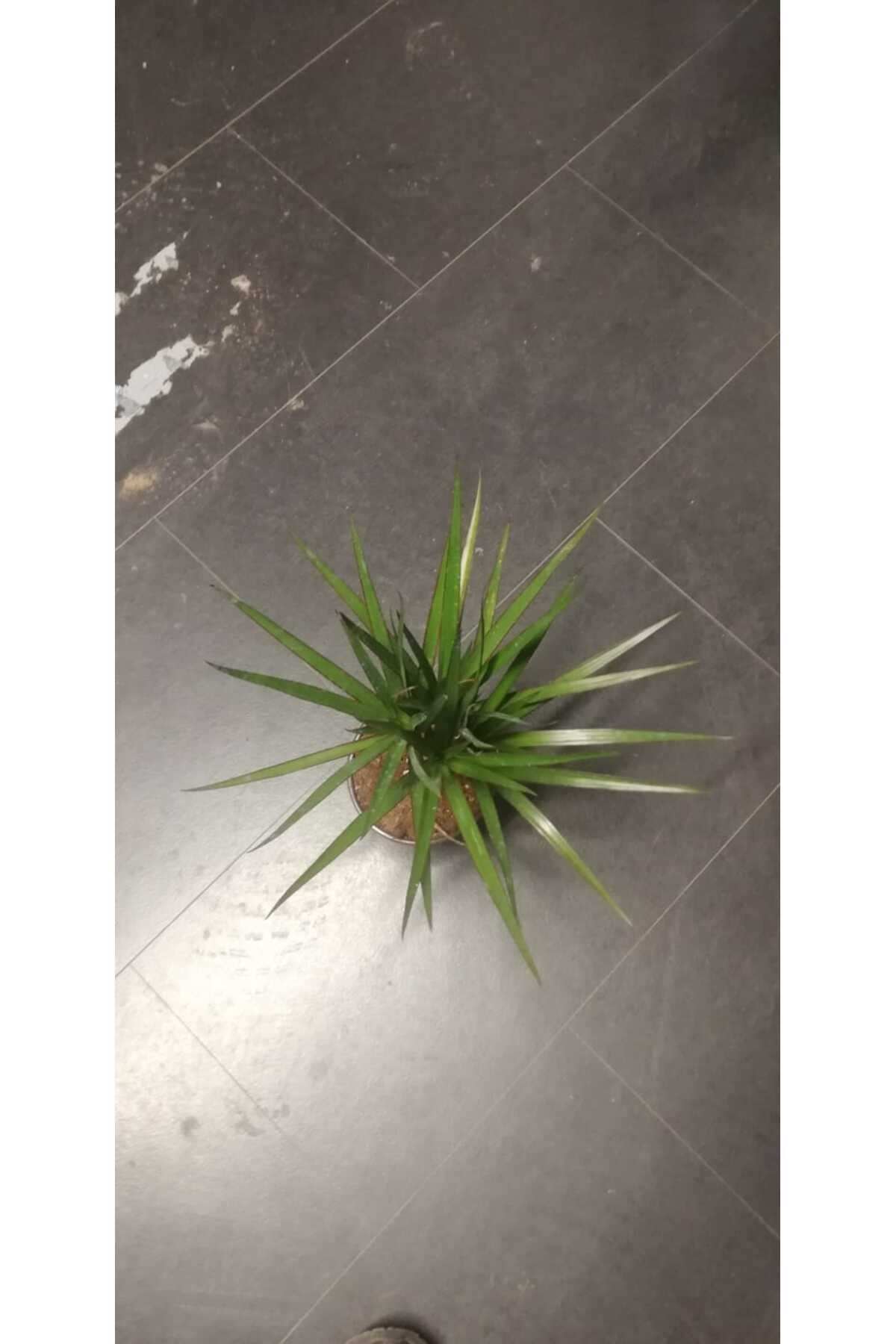 Marginata Dracaena Tek Gövde 40 Cm Ev Bitkisi Salon Ofis Bitkisi