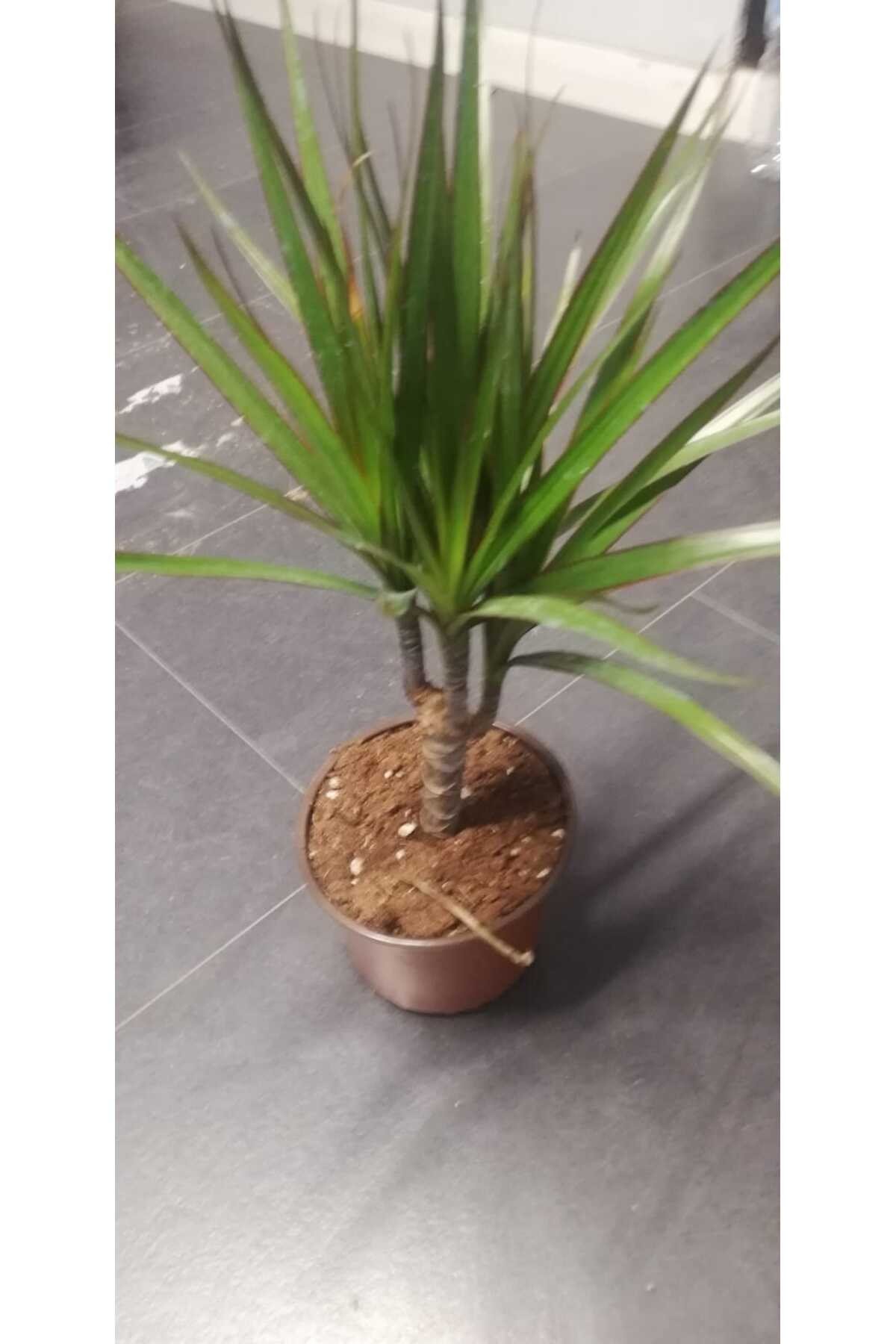 Marginata Dracaena Tek Gövde 40 Cm Ev Bitkisi Salon Ofis Bitkisi