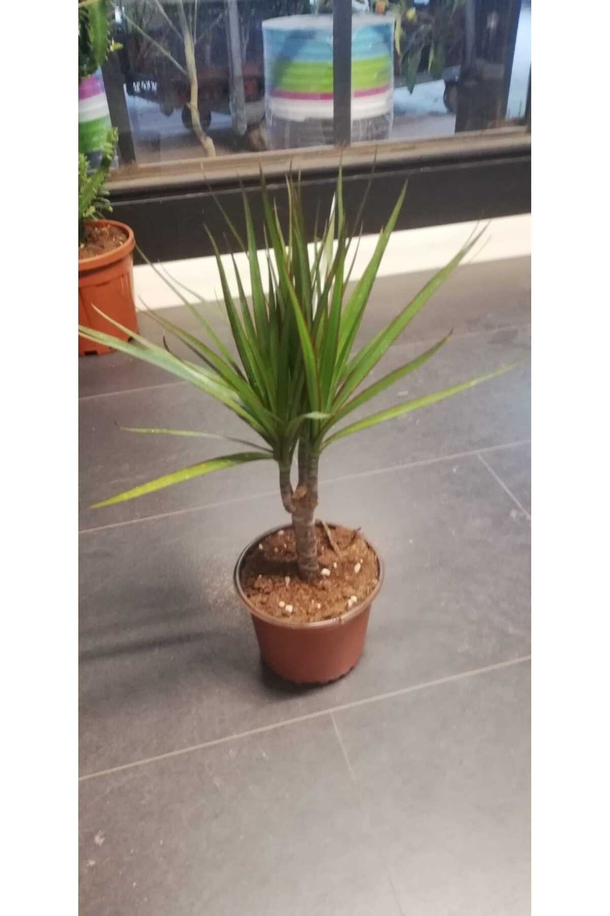 Marginata Dracaena Tek Gövde 40 Cm Ev Bitkisi Salon Ofis Bitkisi