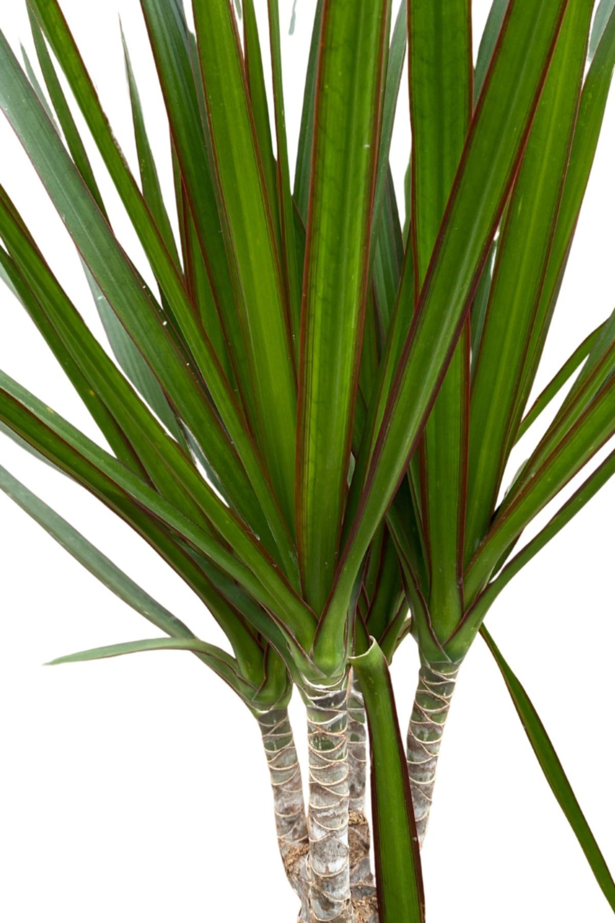 Marginata Dracena 3’lü Dikim 80-100cm