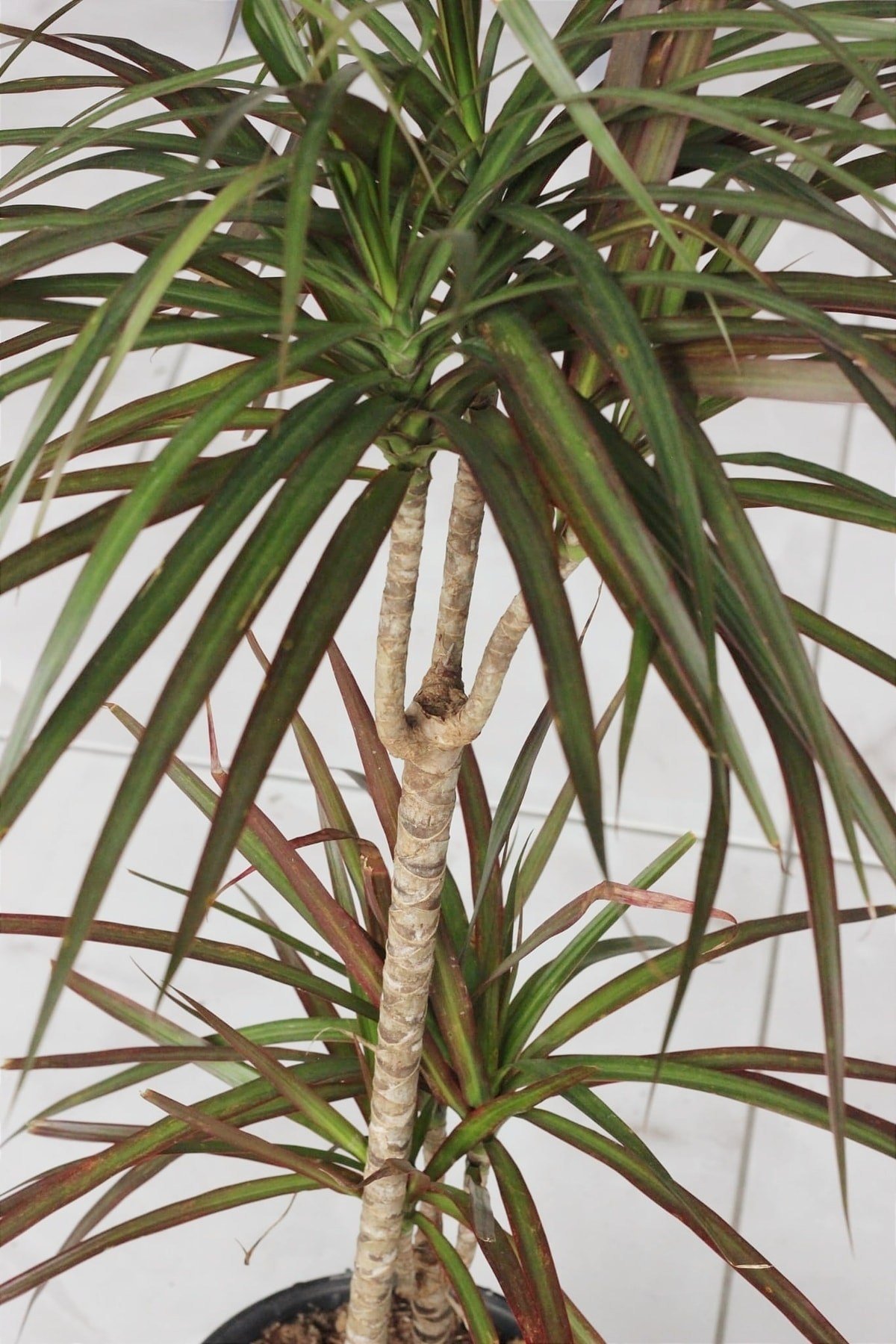 Marginata ( Madagaskar Dragon Ağacı )