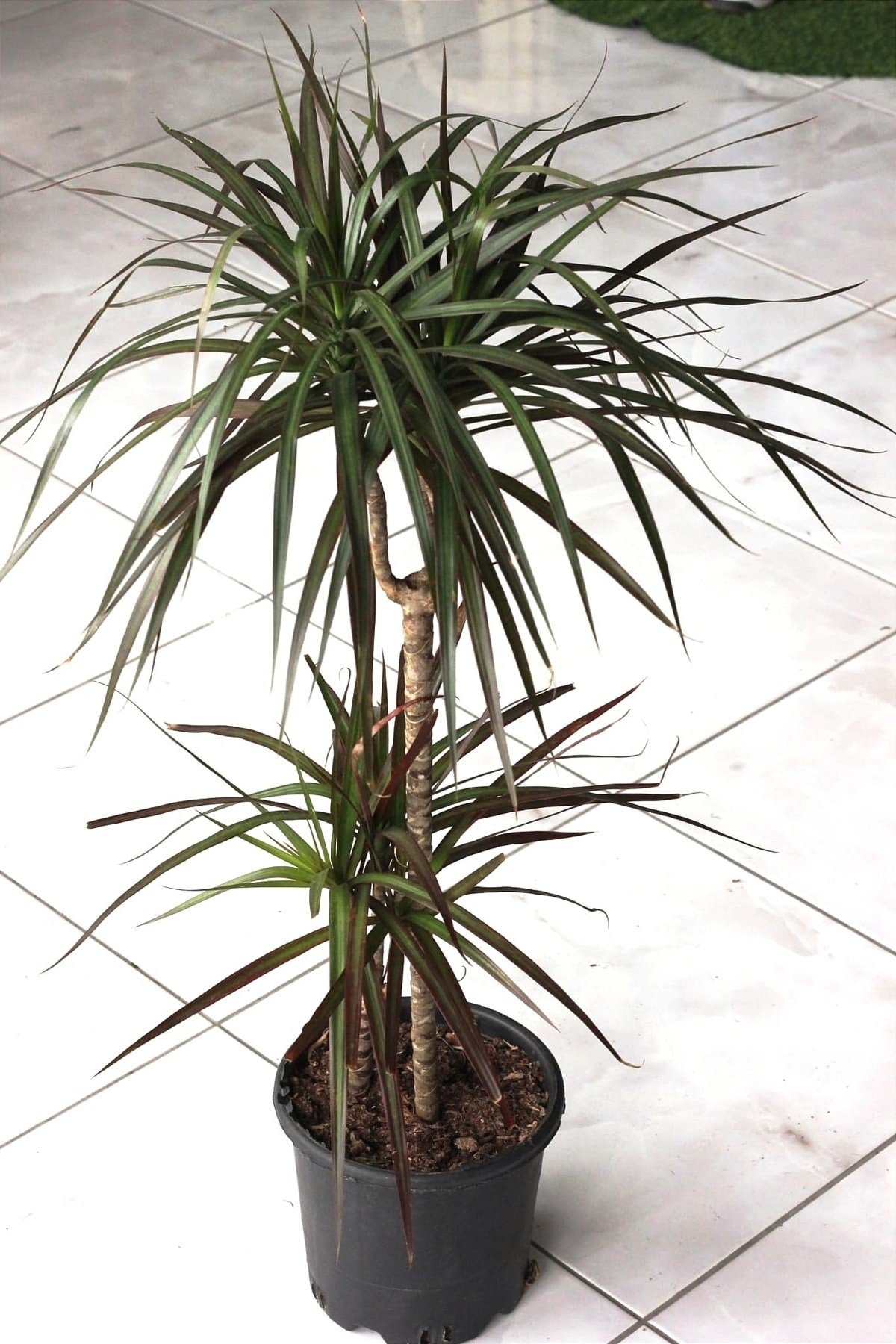 Marginata ( Madagaskar Dragon Ağacı )