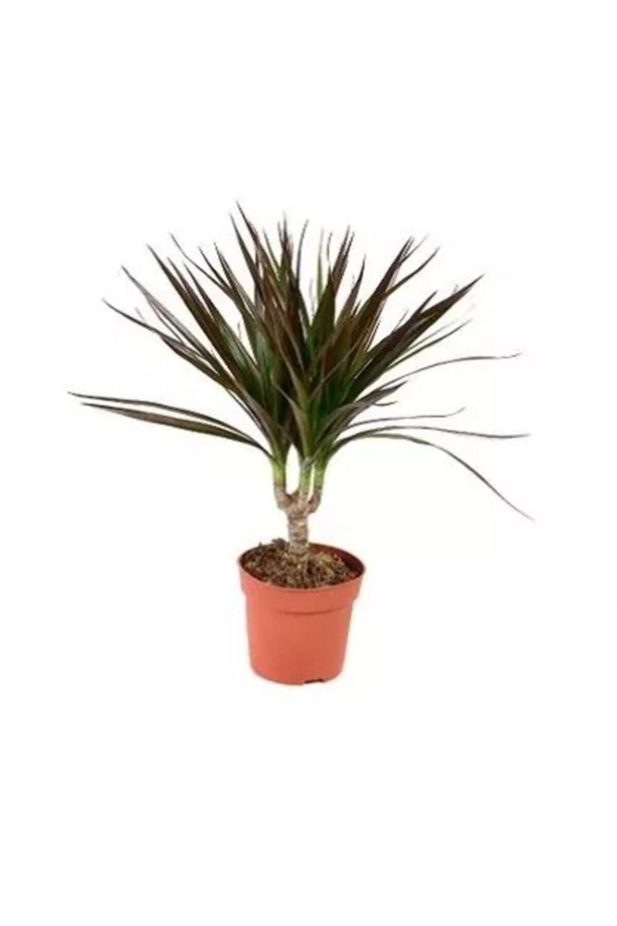 Marginata Salon Bitkisi
