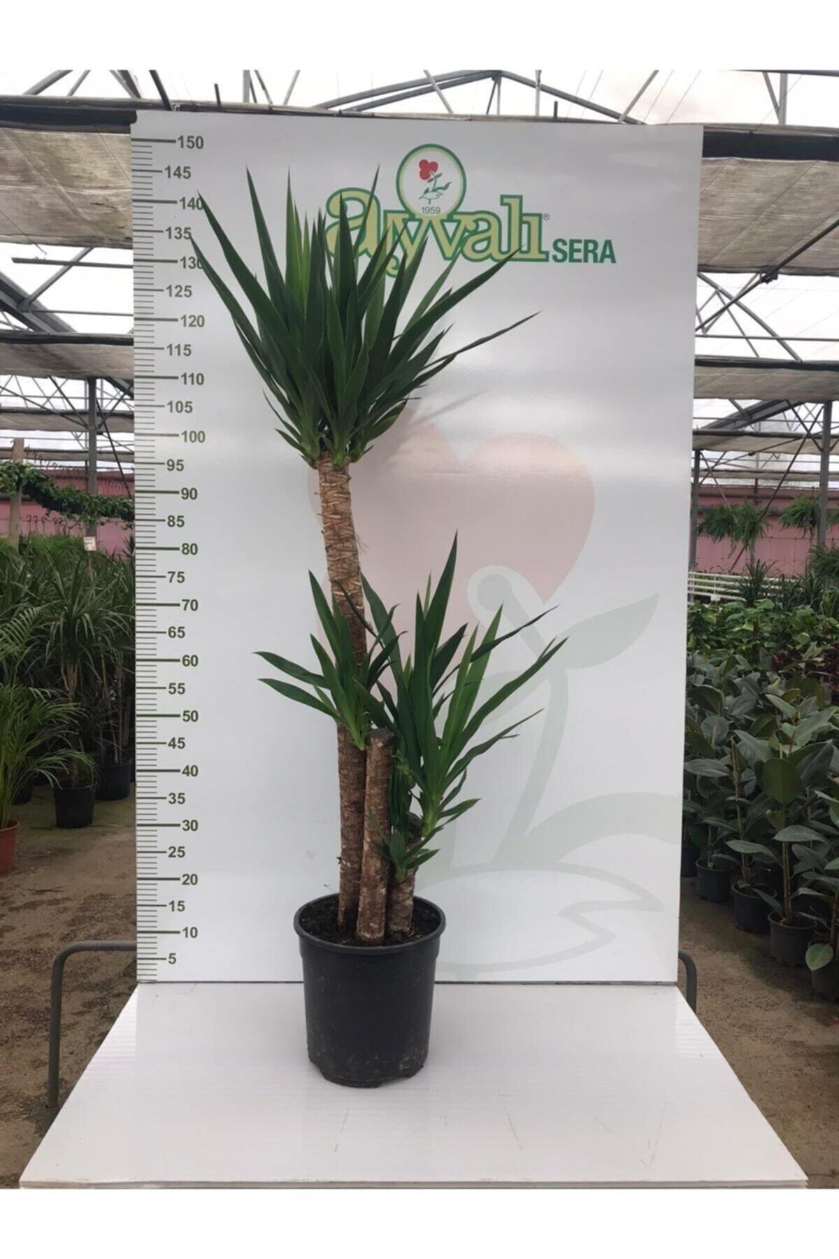 Massyucca Yuka 3 Lü - Ev Ofis Çiçeği