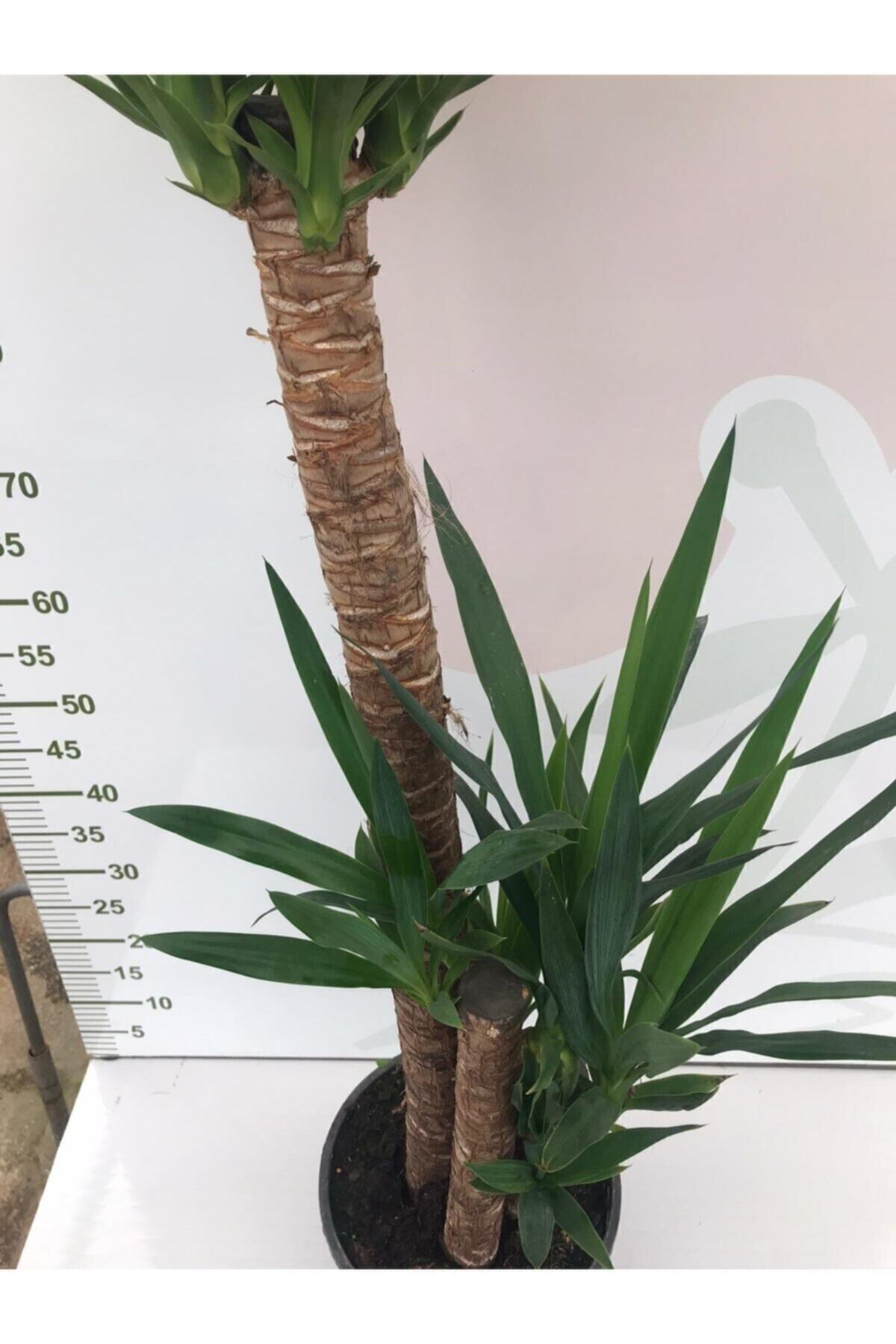 Massyucca Yuka 3 Lü - Ev Ofis Çiçeği