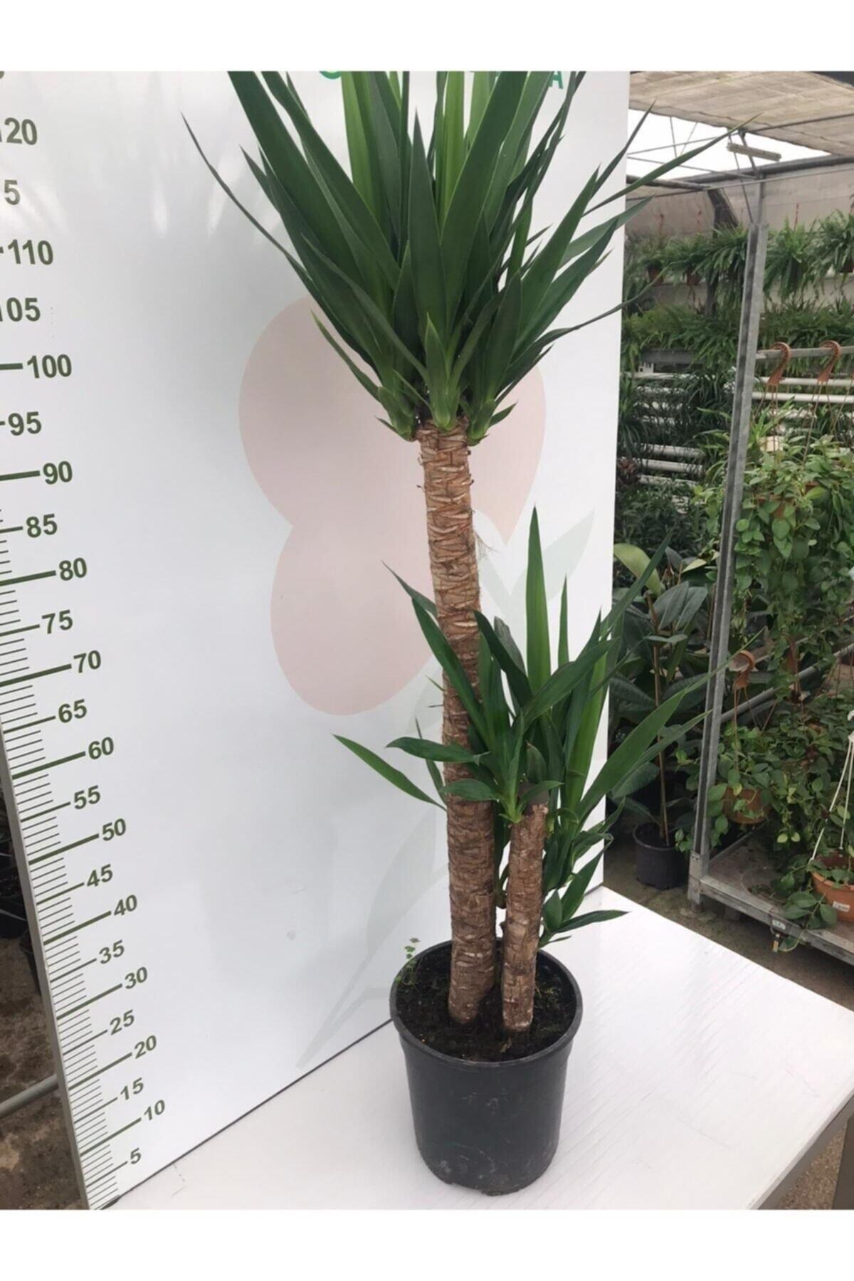 Massyucca Yuka 3 Lü - Ev Ofis Çiçeği