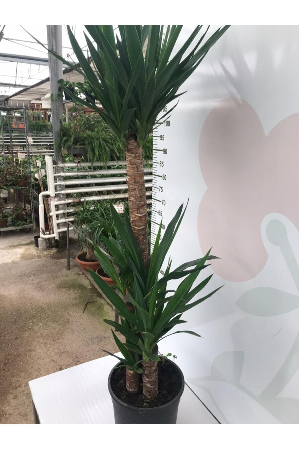 Massyucca Yuka 3 Lü - Ev Ofis Çiçeği