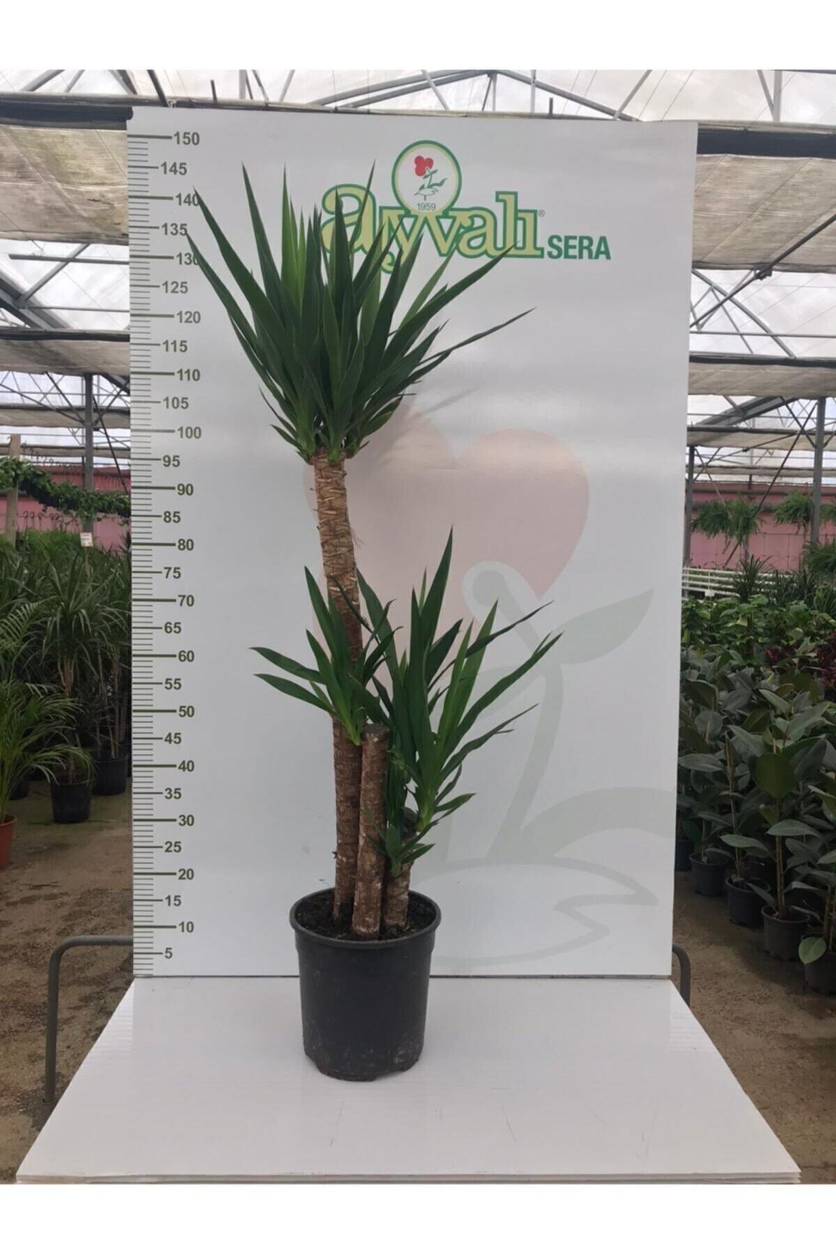 Massyucca Yuka 3 Lü - Ev Ofis Çiçeği