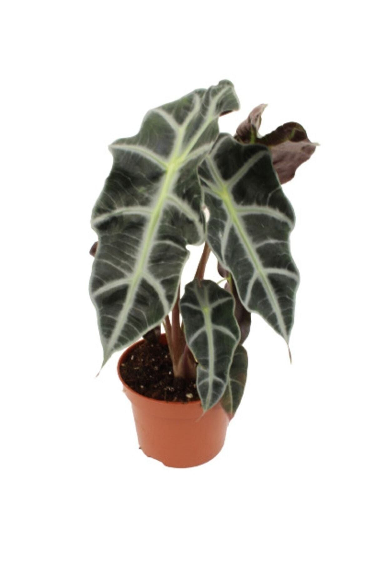 Melek Kanadı Çiçeği Fil Kulağı Alocasia Amazonica Iç Mekan Canlı Ofis Ev Salon Bitkisi