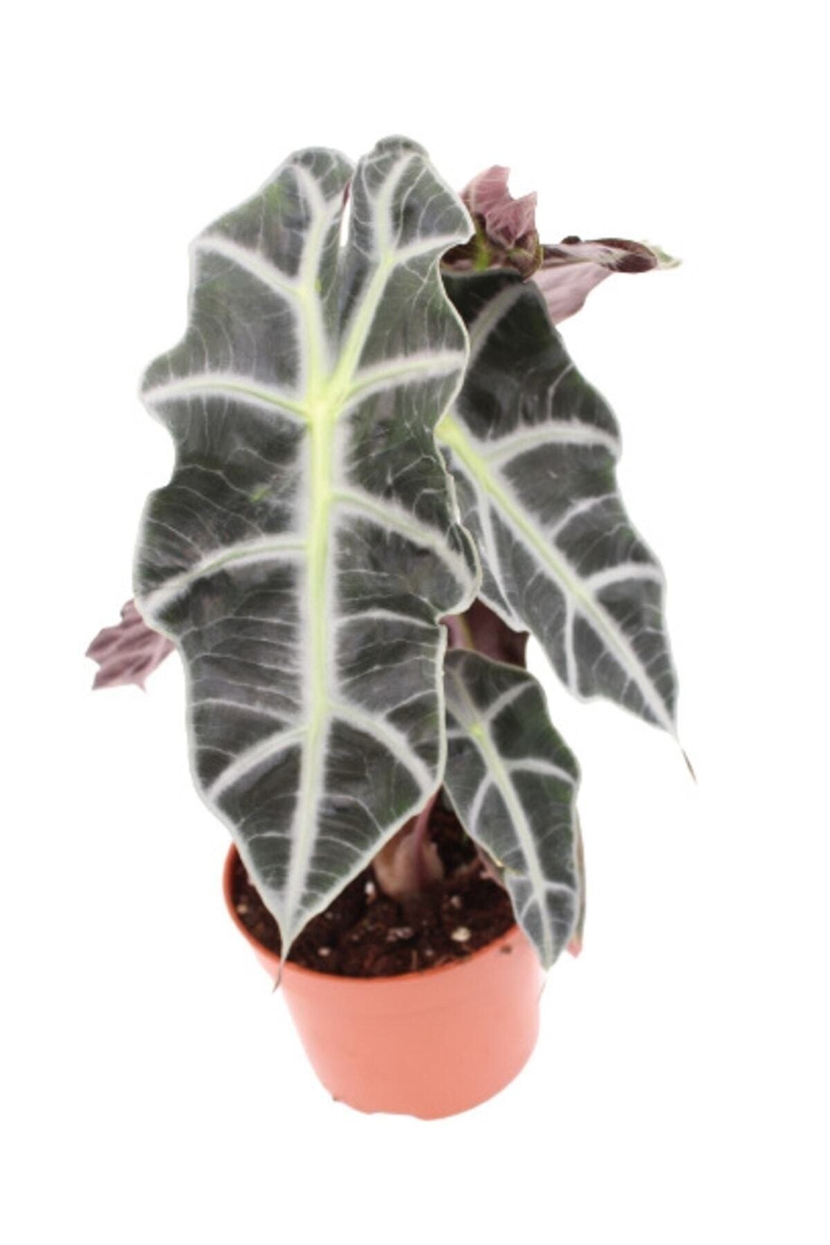 Melek Kanadı Çiçeği Fil Kulağı Alocasia Amazonica Iç Mekan Canlı Ofis Ev Salon Bitkisi