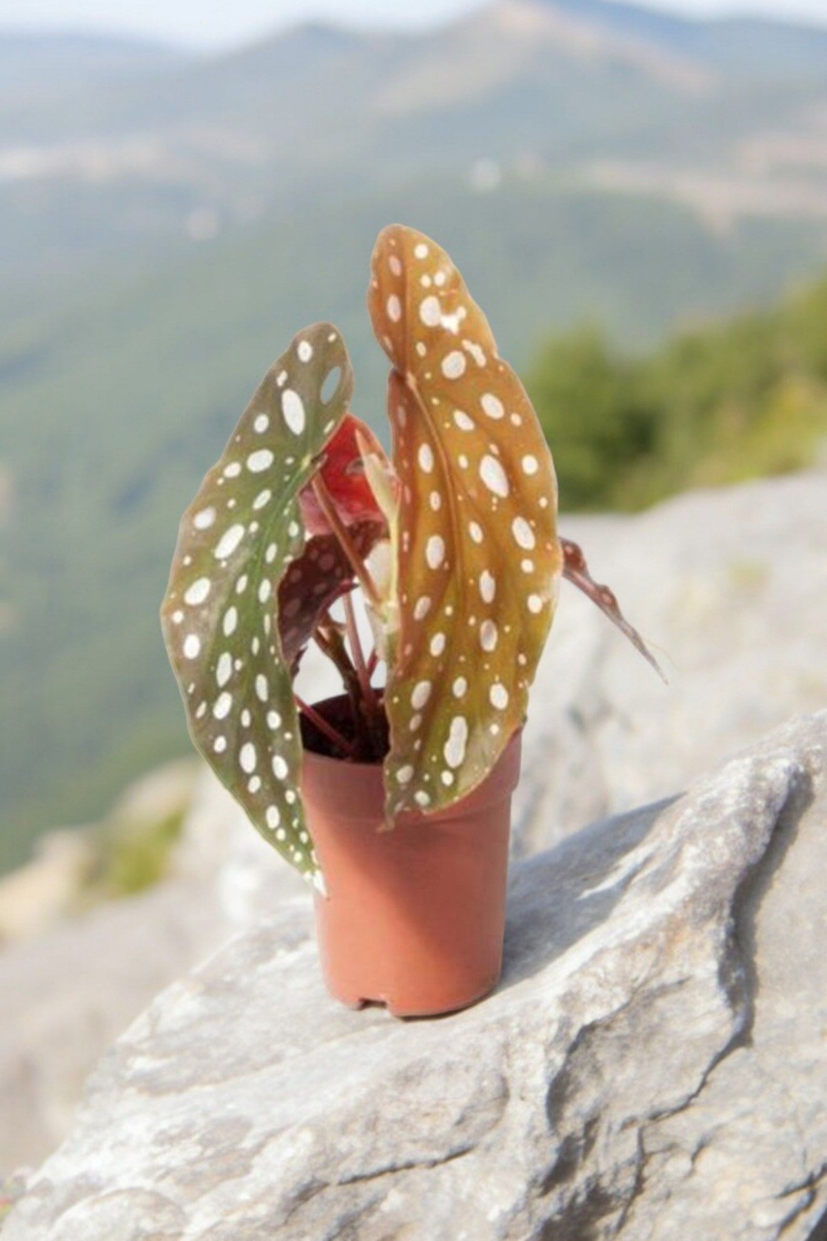 Melek Kanatları Çilli Begonya Begonia 01cib