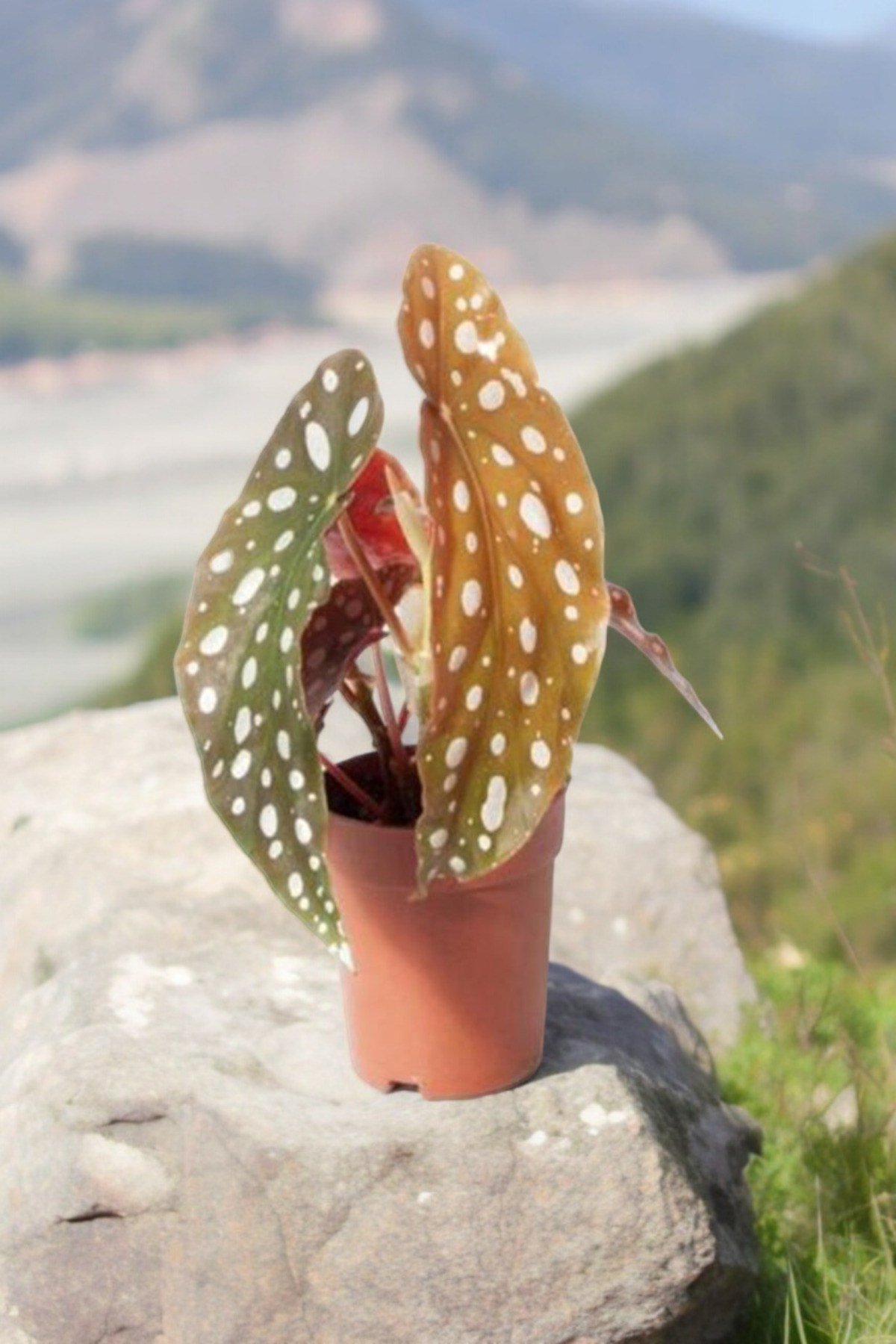 Melek Kanatları Çilli Begonya Begonia 01cib