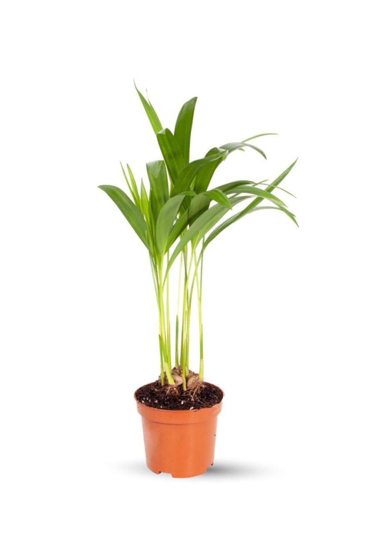 Mini Areka - Dypsis Lutescens 30 Cm
