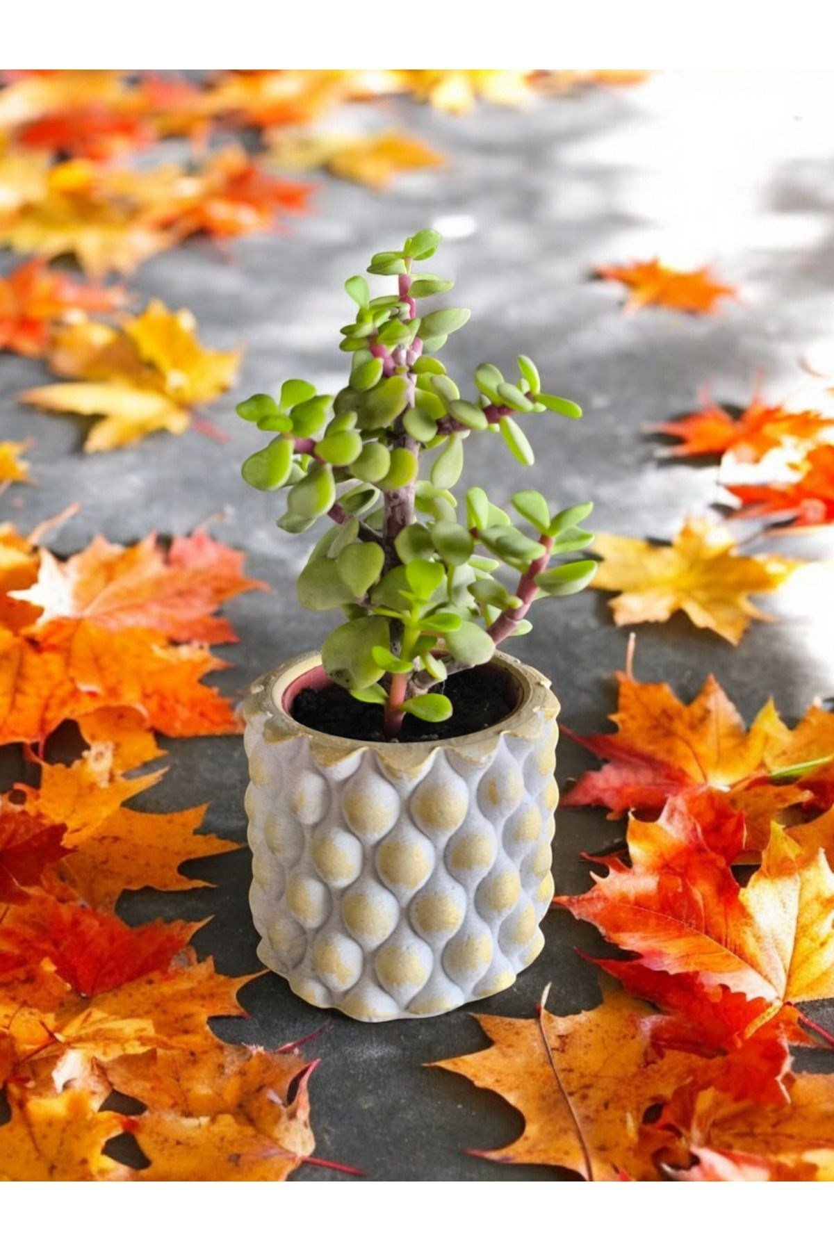 Mini Bonsai Para Ağacı Dekoratif Beton Saksıda