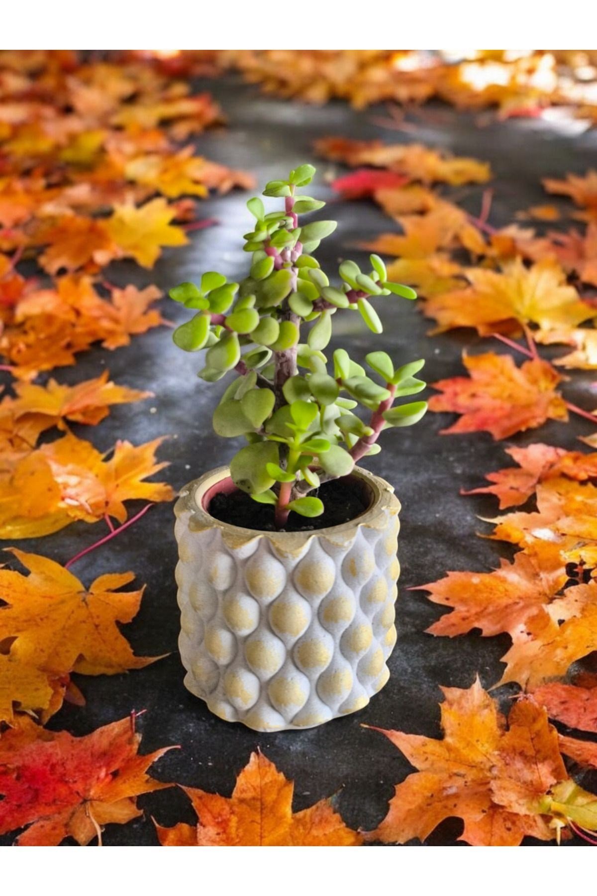 Mini Bonsai Para Ağacı Dekoratif Beton Saksıda