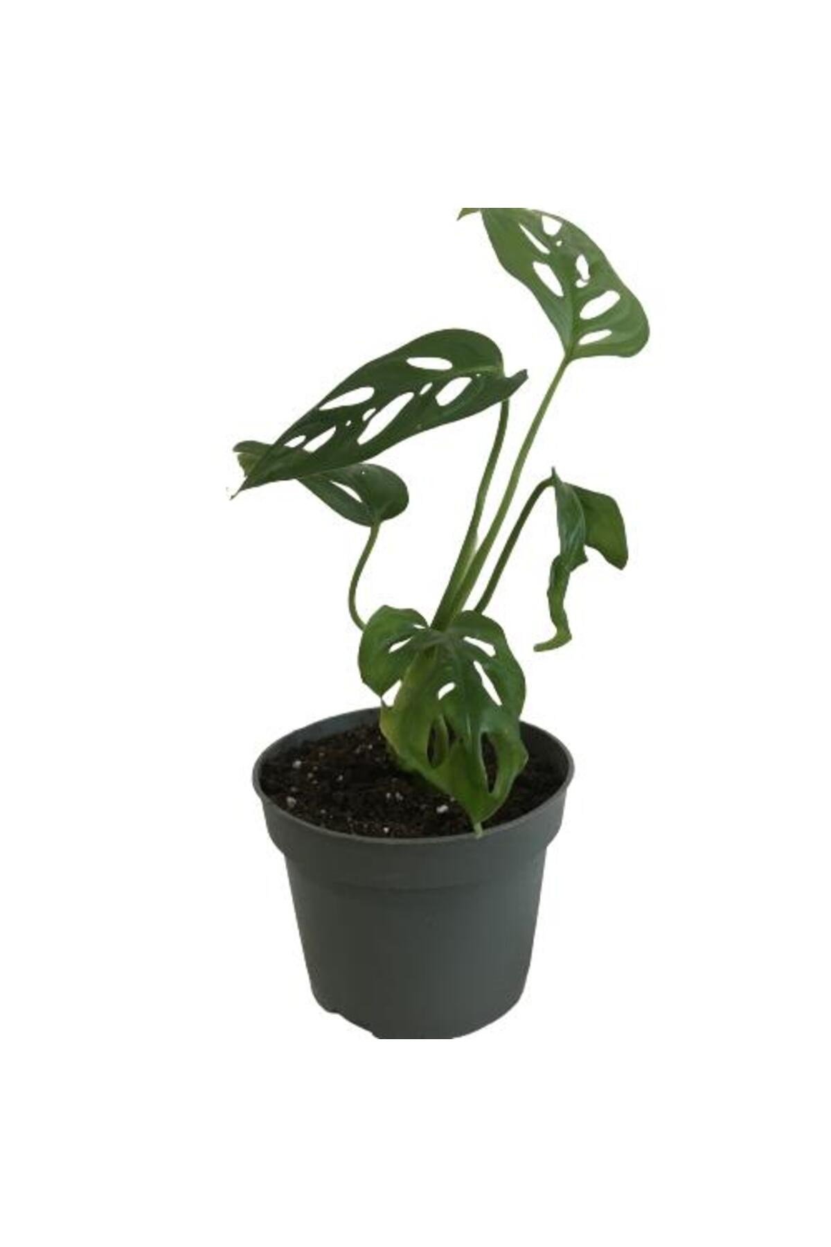 MİNİ BOY MONSTERA MONKEY MASK 25 CM