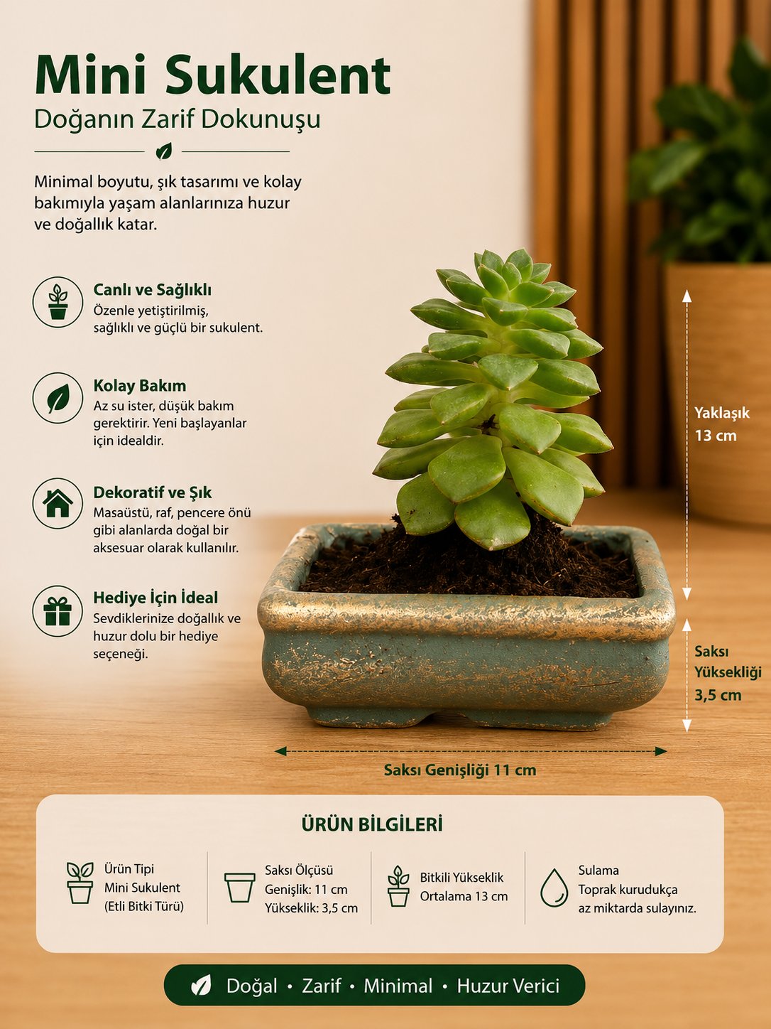 Mini Düğme Sukulent – Saksıda Canlı Dekoratif Bitki 3
