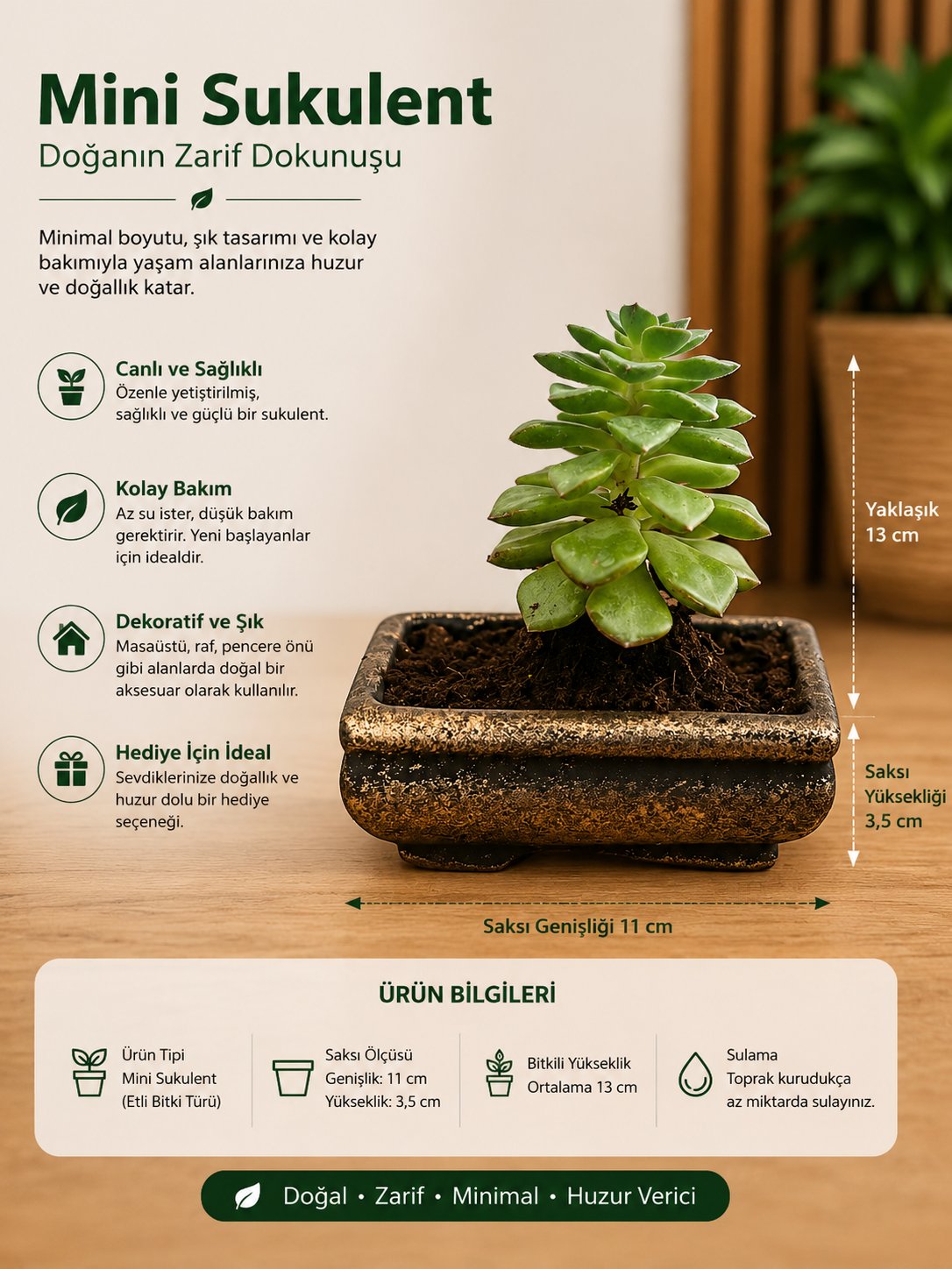 Mini Düğme Sukulent – Saksıda Canlı Dekoratif Bitki 2