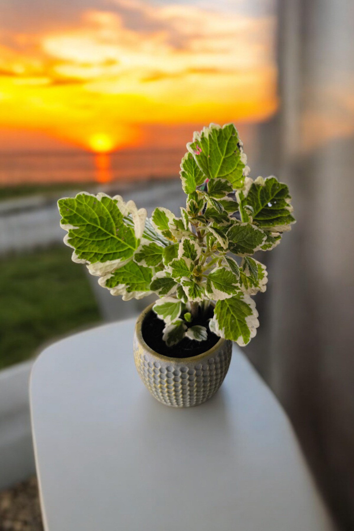 Mini Taş saksıda Cennet Yaprağı Bitkisi Muhteşem Kokulu 5.5 cm Plectranthus Coleoides 001
