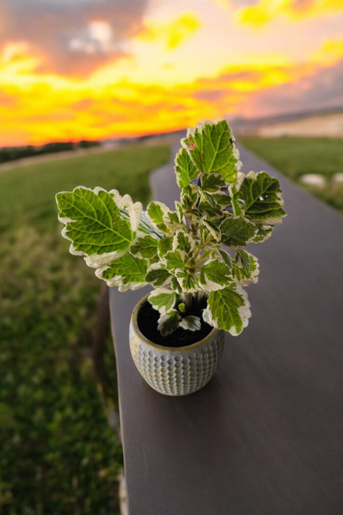 Mini Taş saksıda Cennet Yaprağı Bitkisi Muhteşem Kokulu 5.5 cm Plectranthus Coleoides 001